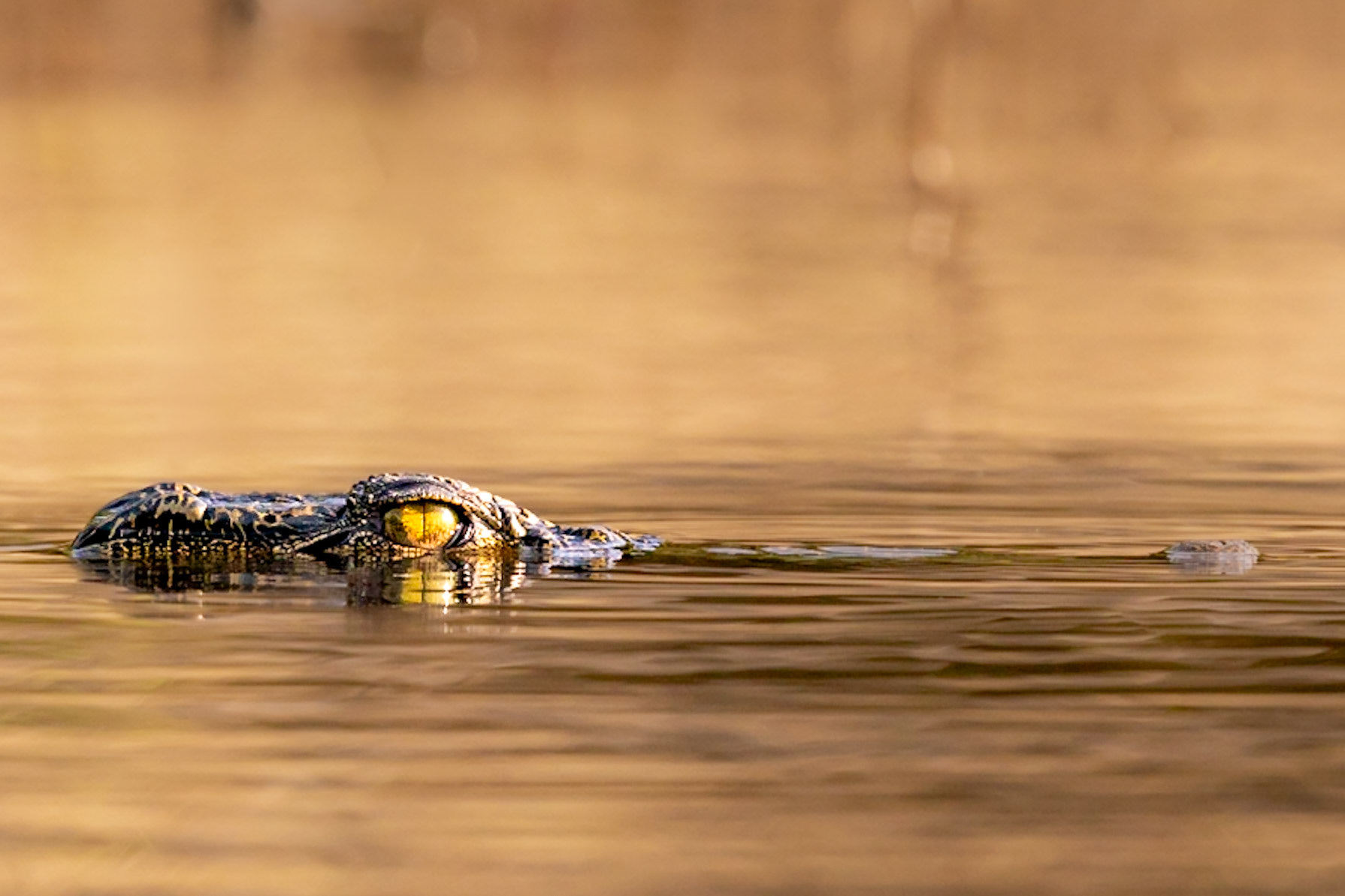 Nile Crocodile in the Chobe River
