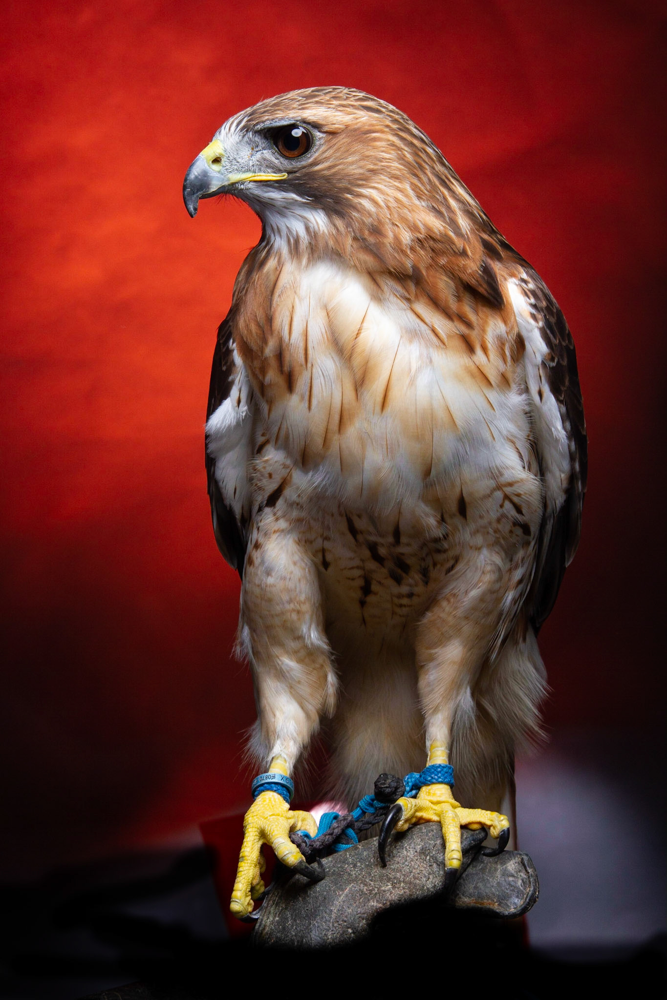 Birds of Prey - Aplomado Falcon Buzzard