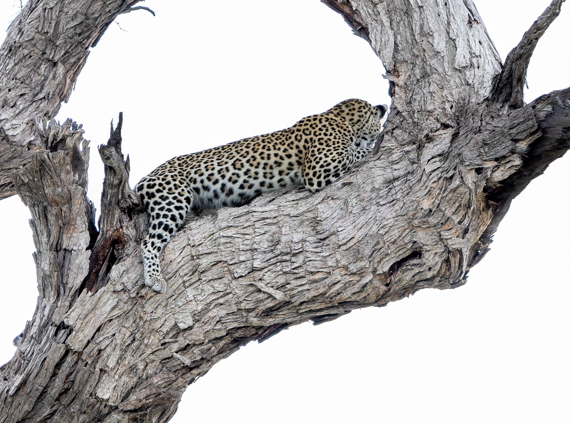 Leopard in a tree observing Impala below