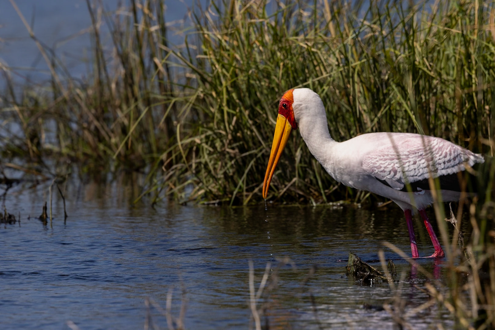 Yellow-billed Stork