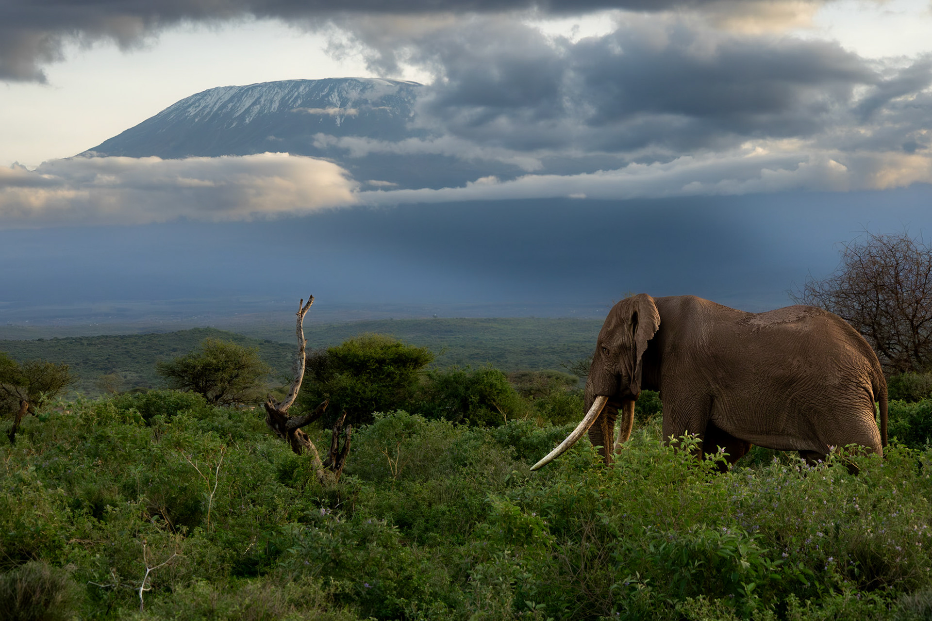 Tee-Jay, who is currently the 3rd largest tusker in Amboseli