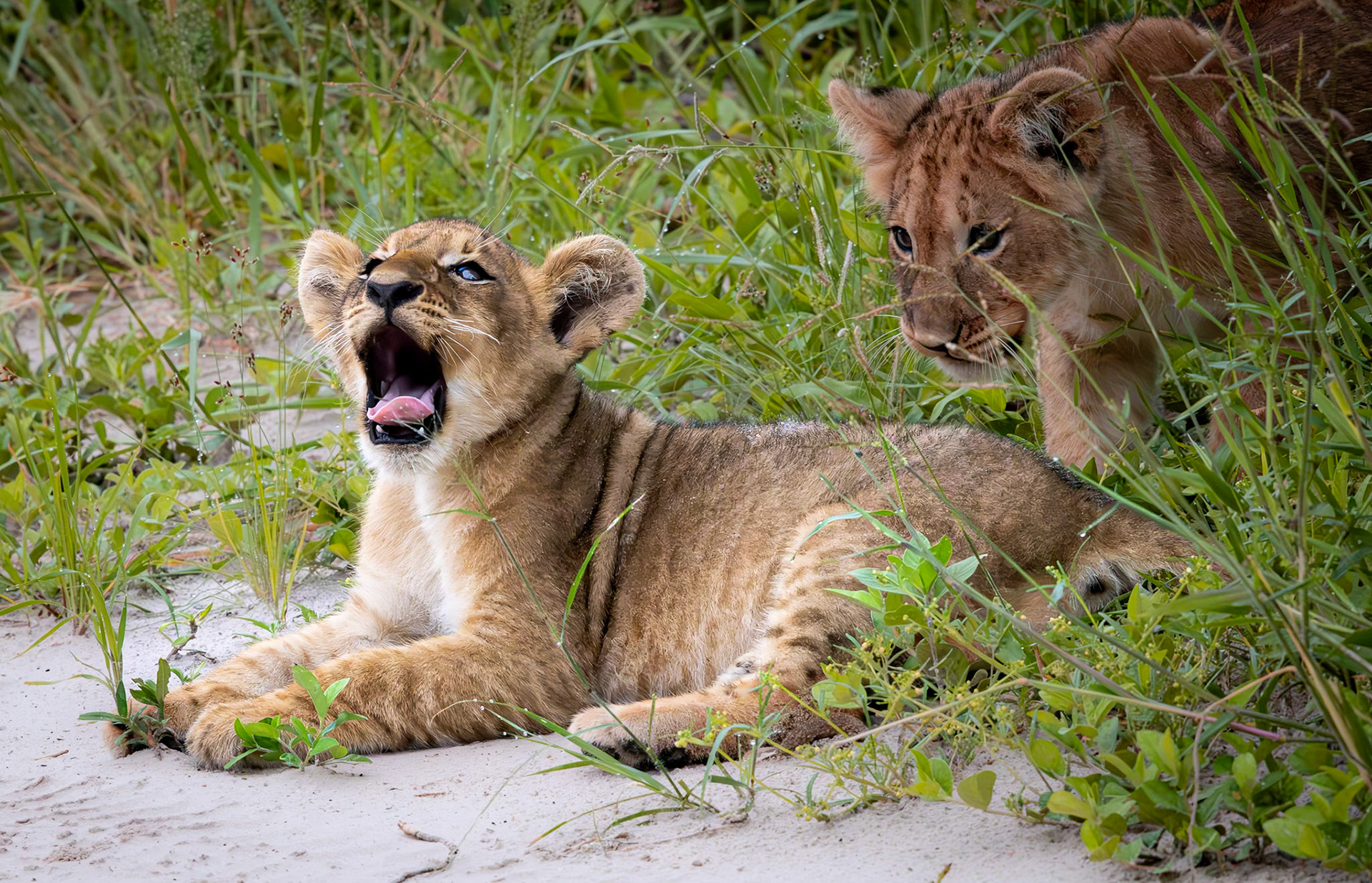 Lion cubs playing in the grass in Savute, Botswana