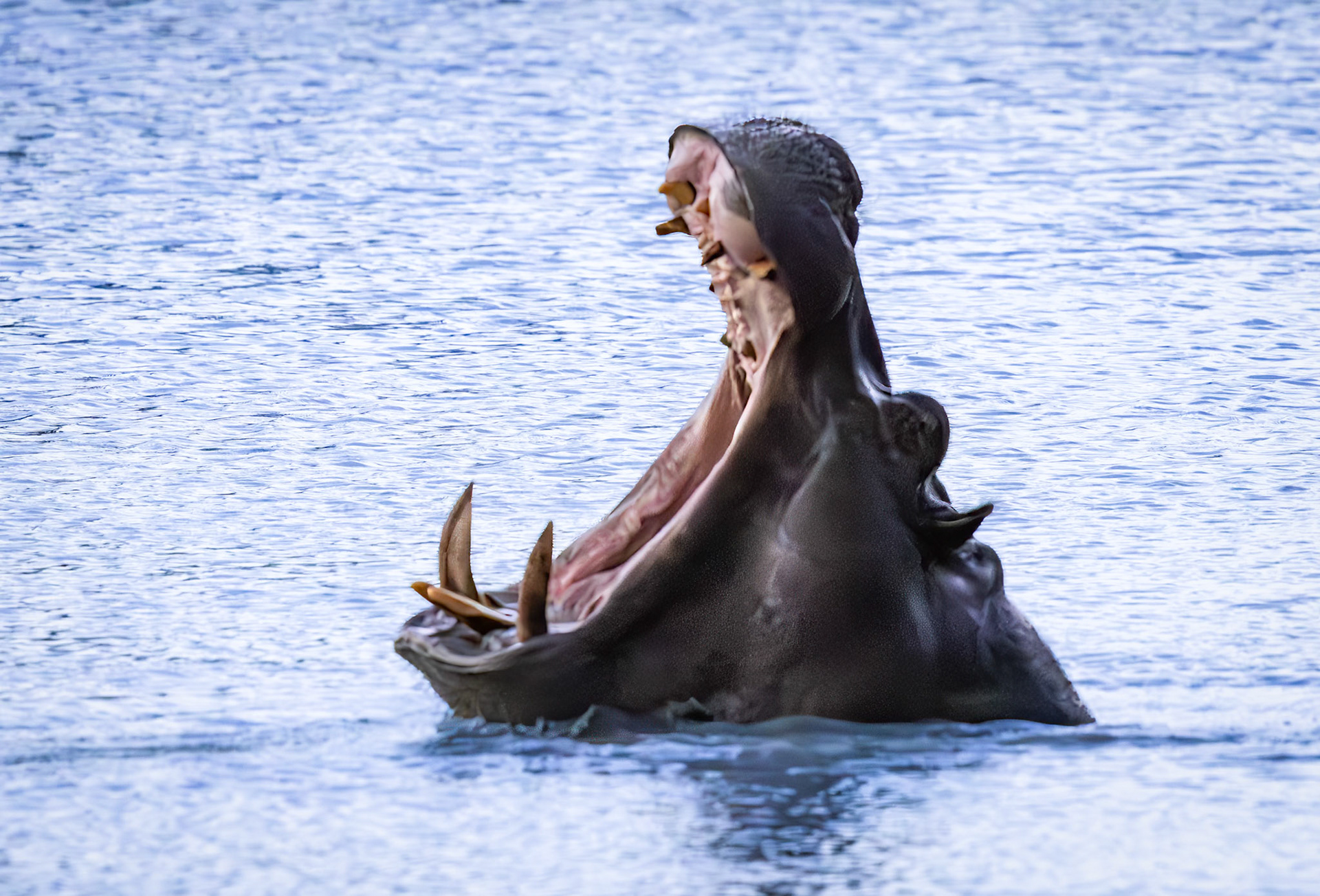 A Hippo yawning and showing its teeth in Savute, Botswana