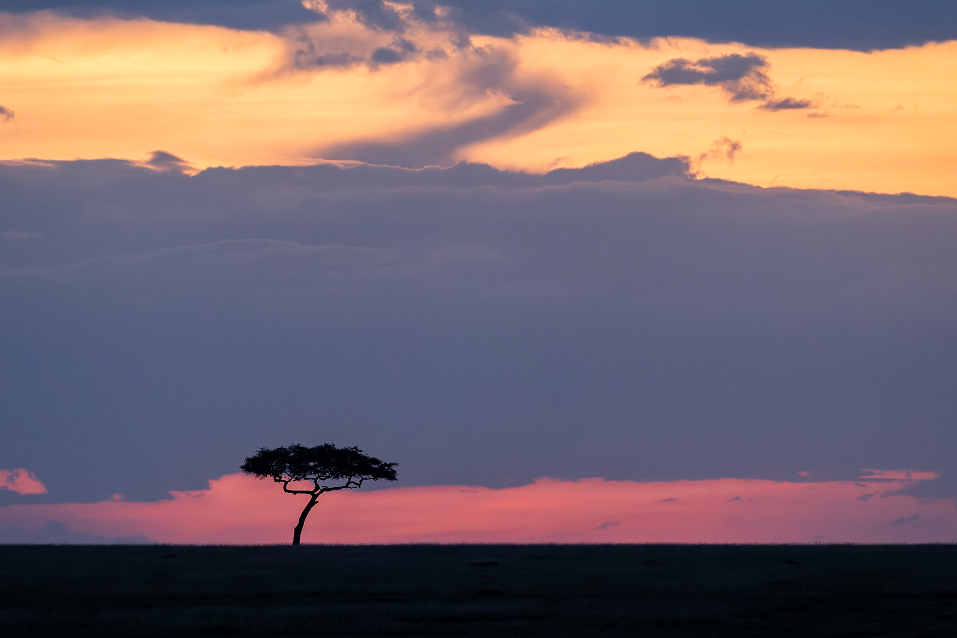 A Beuatiful sunset scene featuring a single Acacai tree in the Masai Mara, Kenya