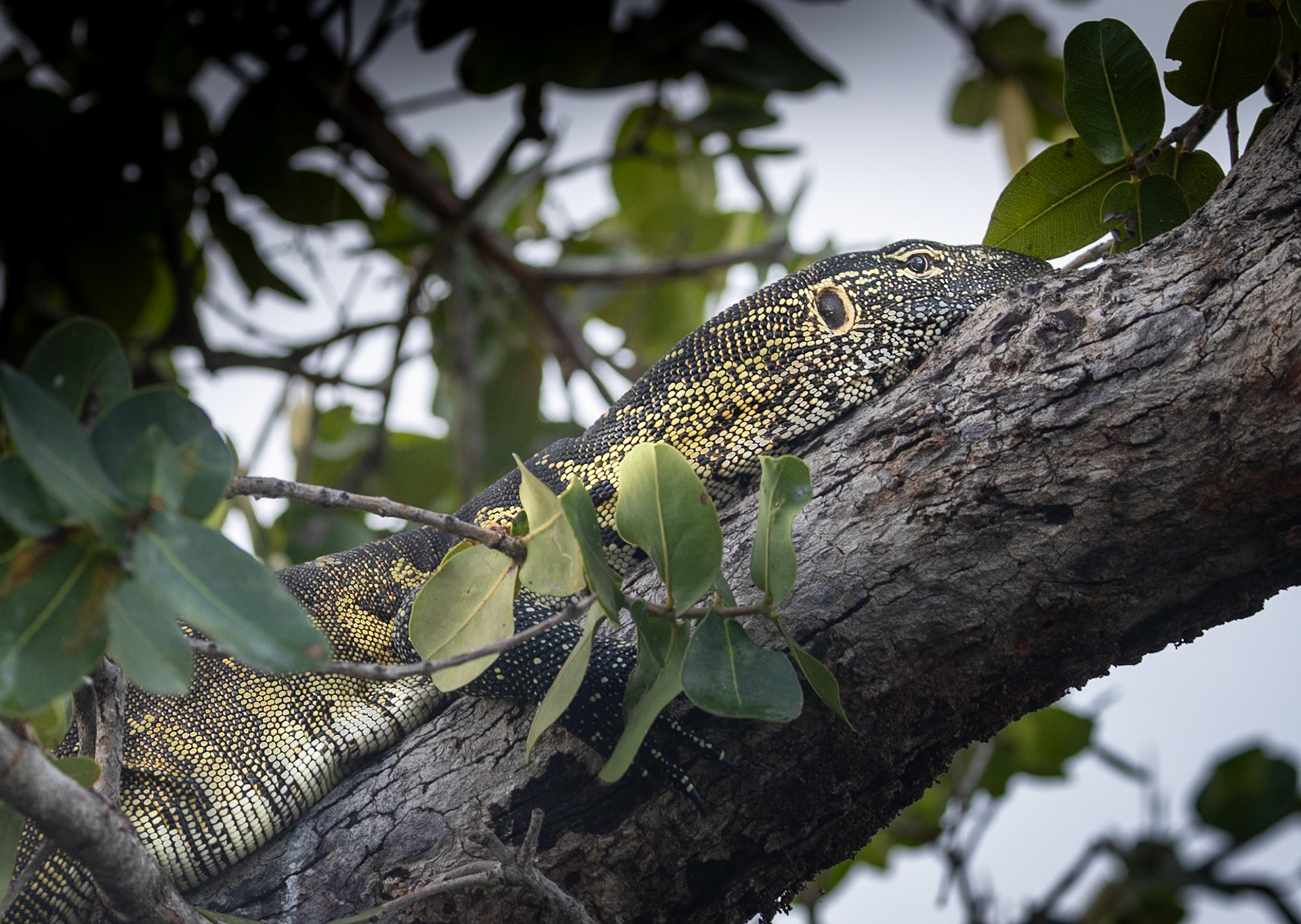 A Nile monitor hiding in a tree next to the water in Okavango
