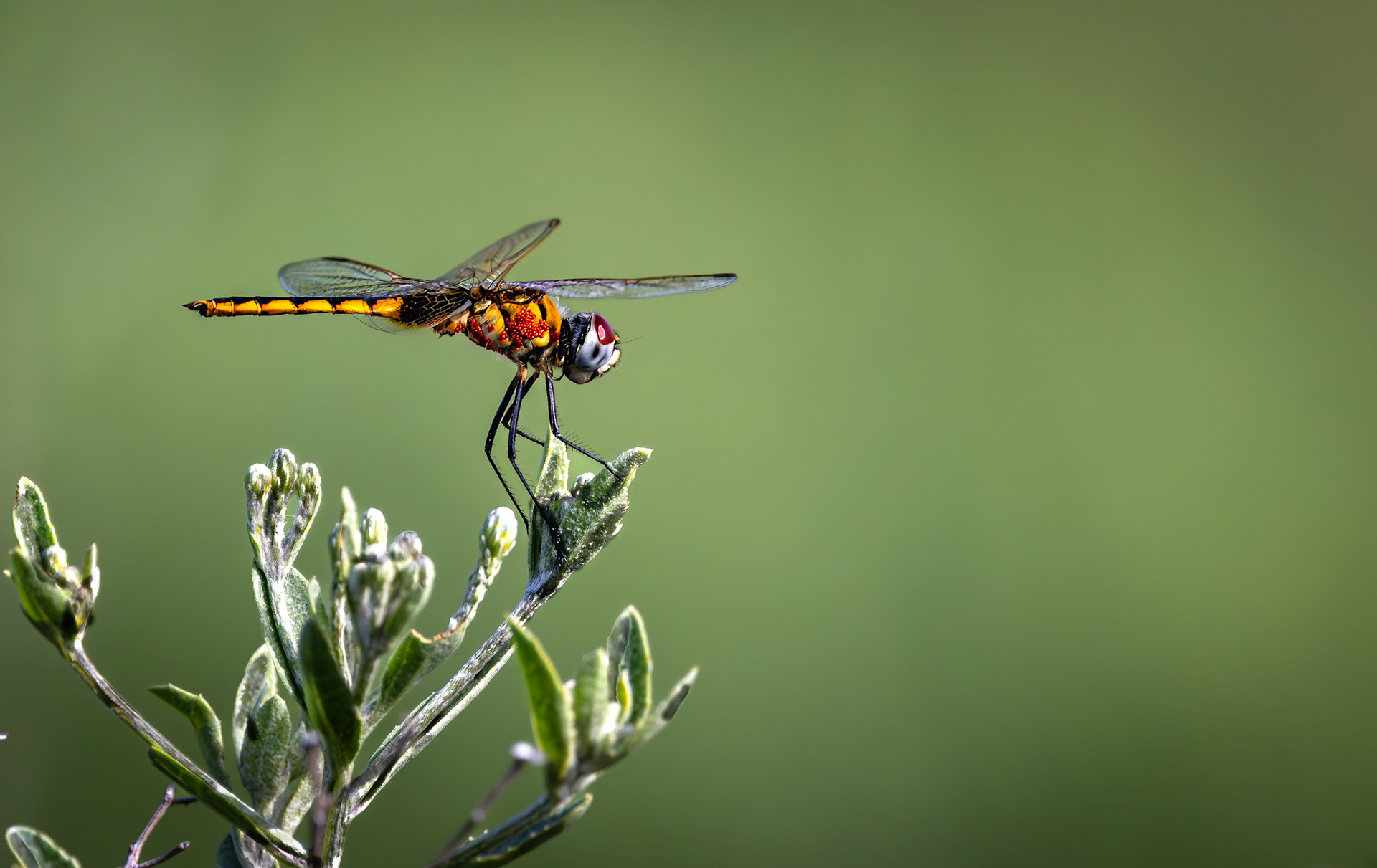 A Dragonfly - Barbet Percher in the Okavango