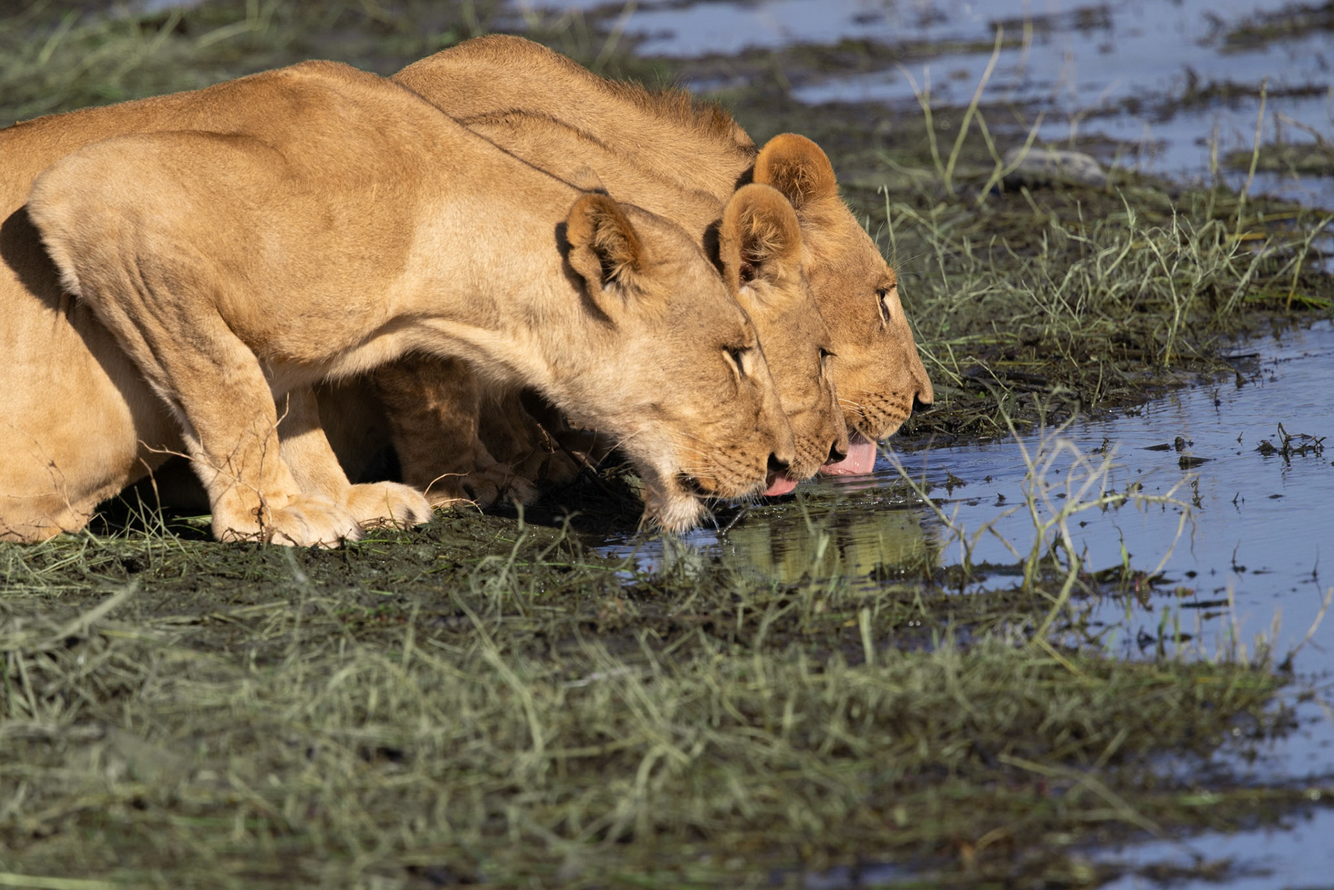 3 Lionesses drinking from the Chobe River