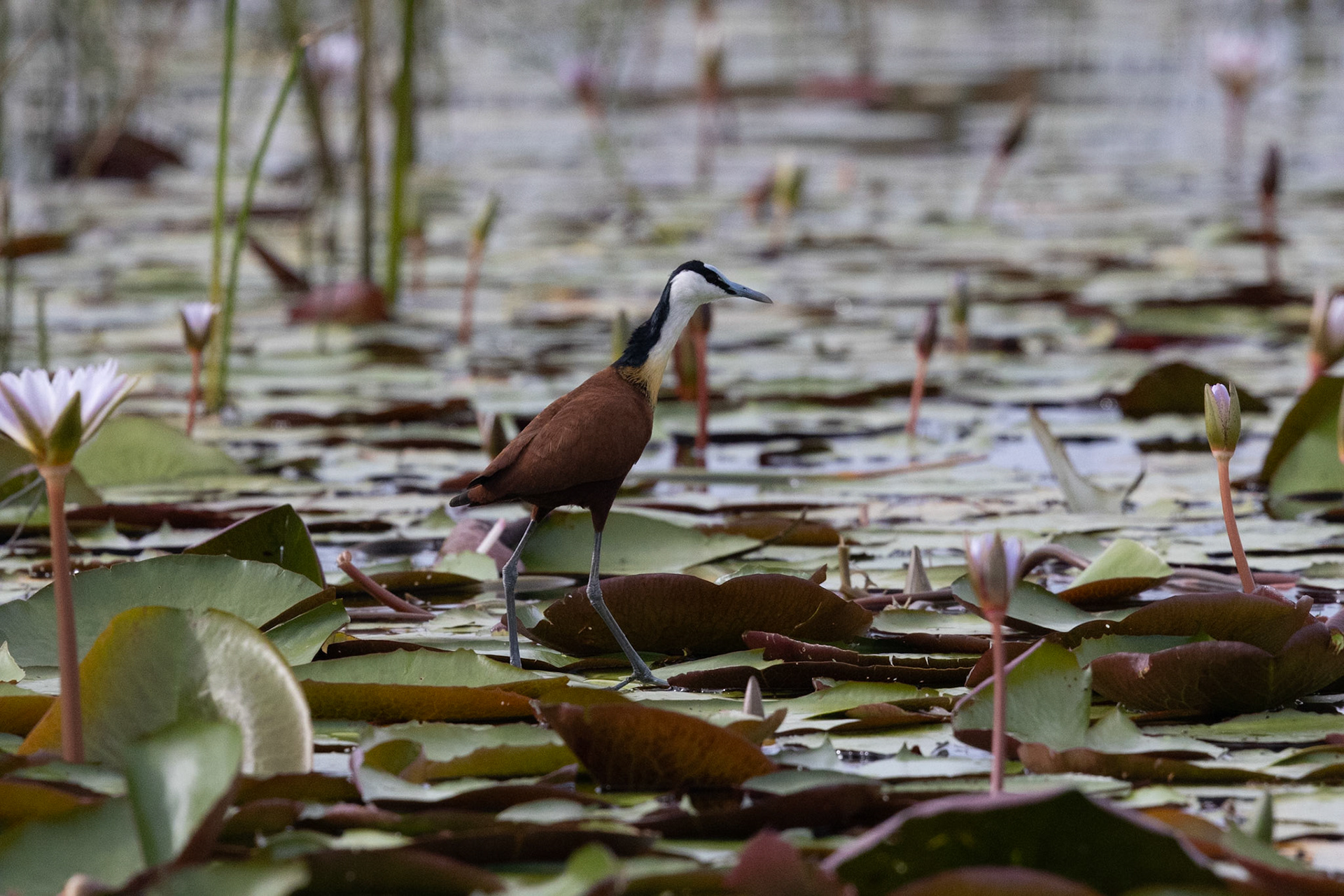 An African Jacana feeding amongst the lillies in the Okavango Delta