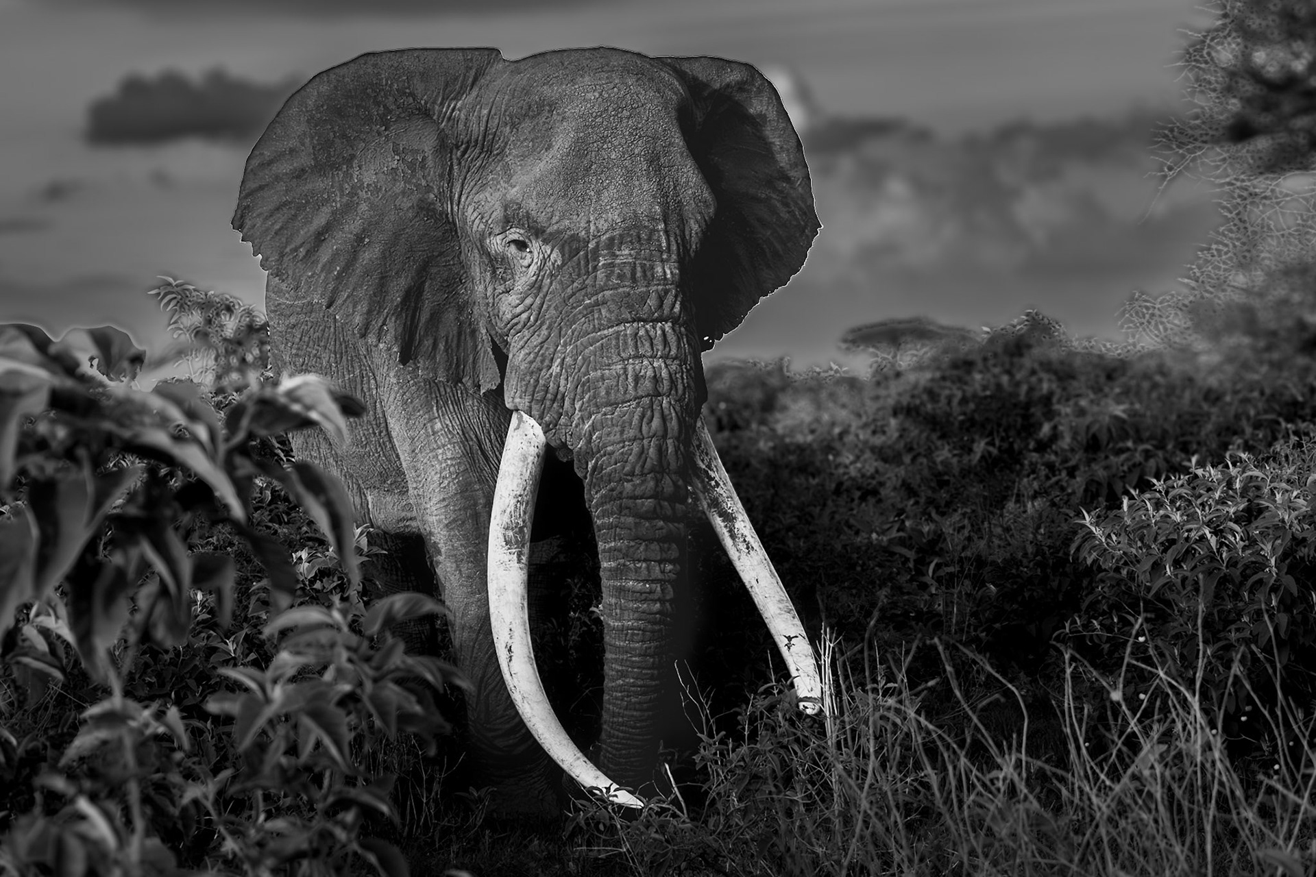 Tee-Jay, who is currently the 3rd largest tusker in Amboseli