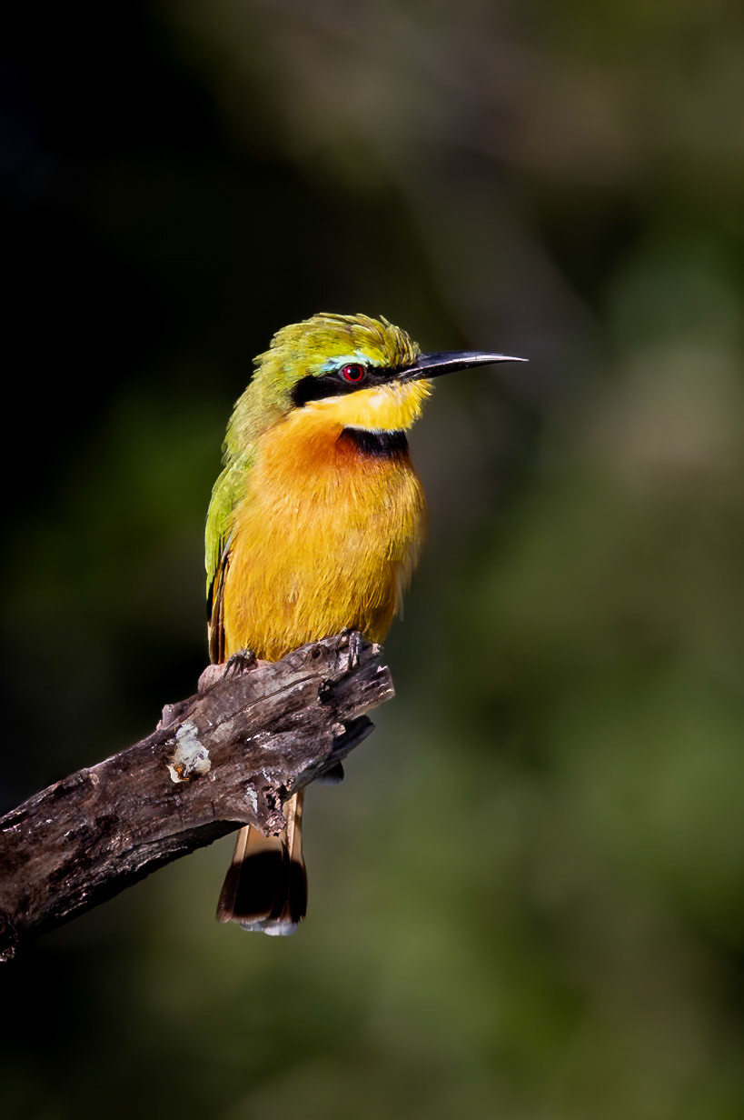 The Little bee-eater