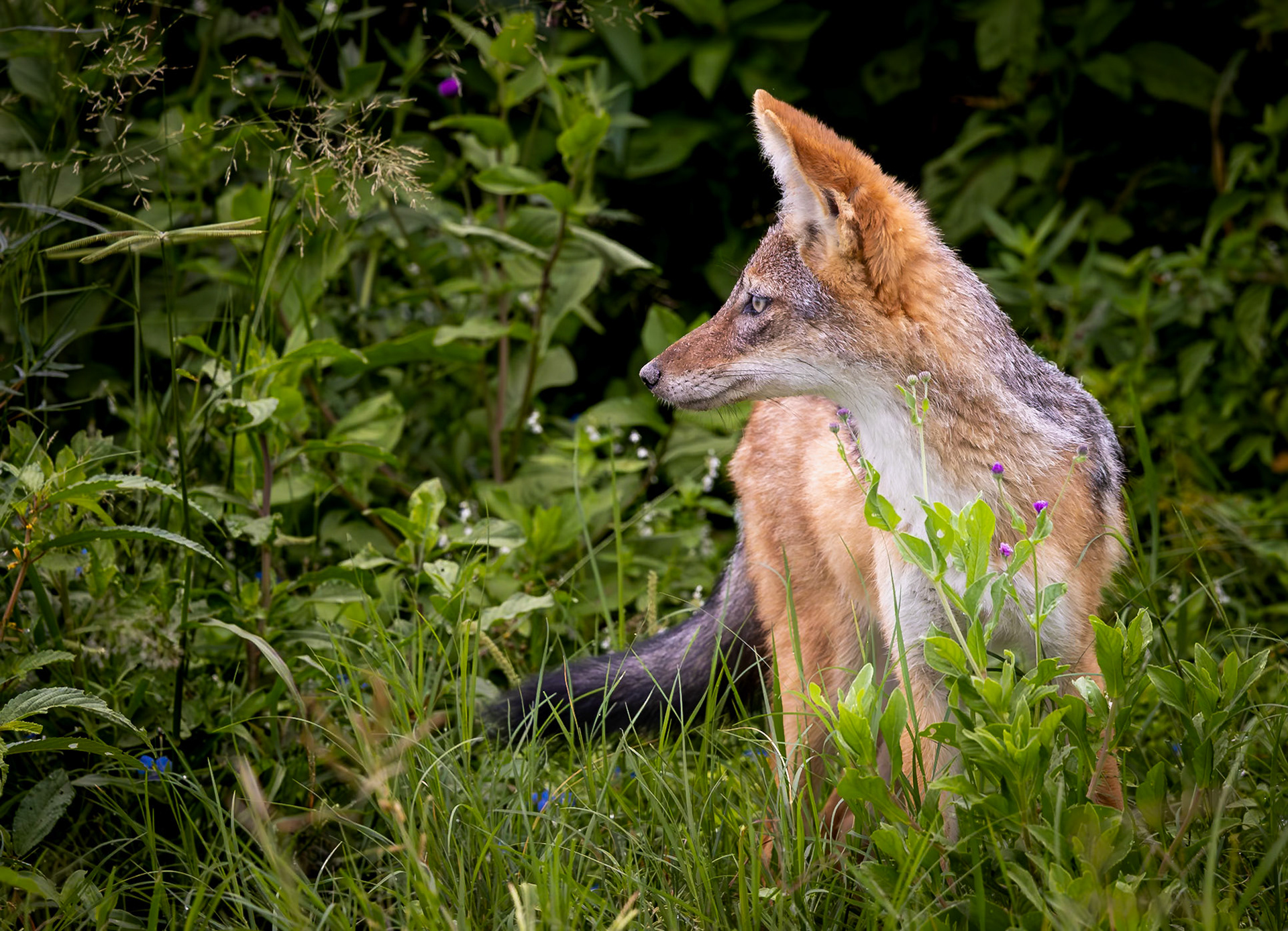 A Silver-backed Jackal in Savute, Botswana