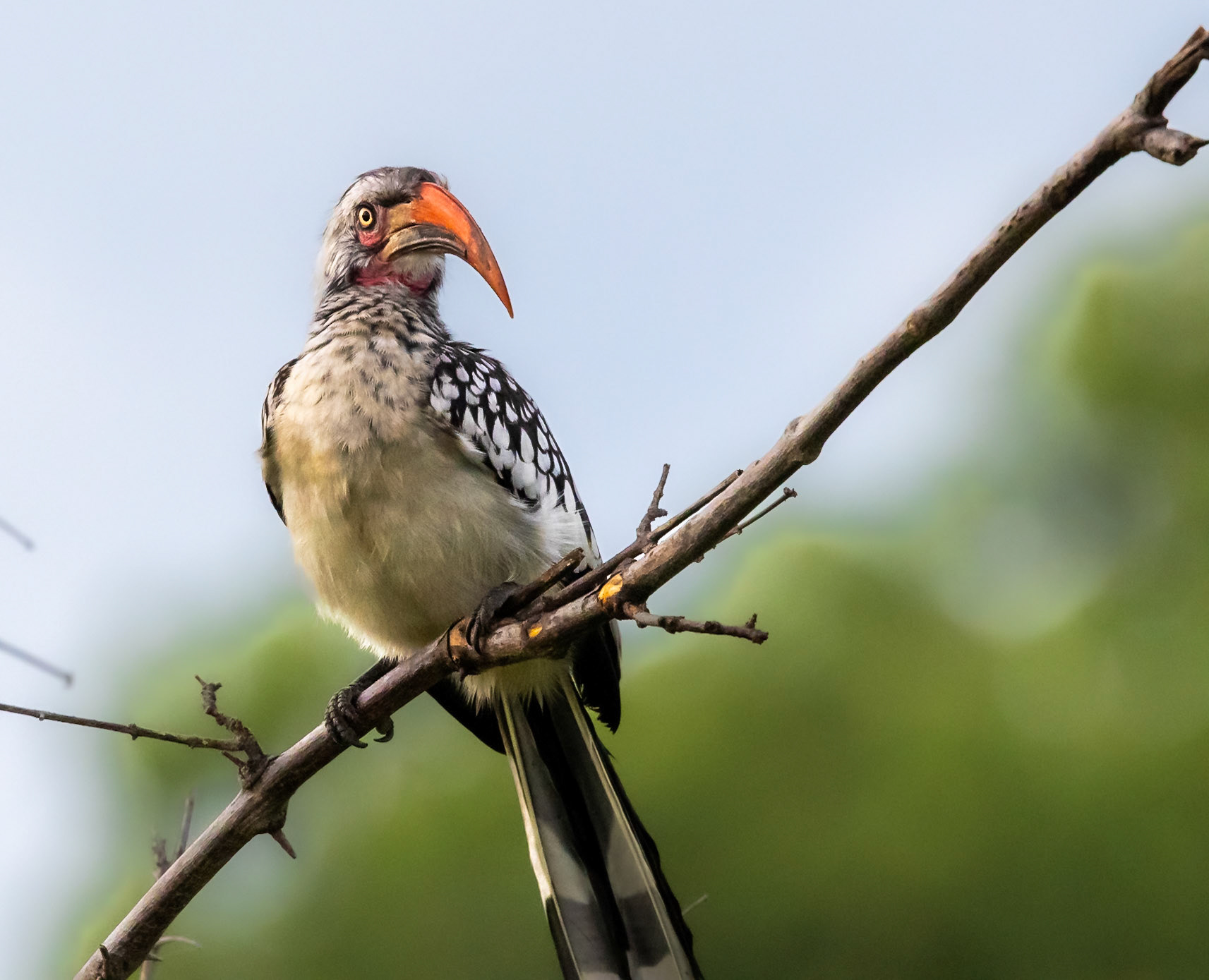 Southern red-billed hornbill