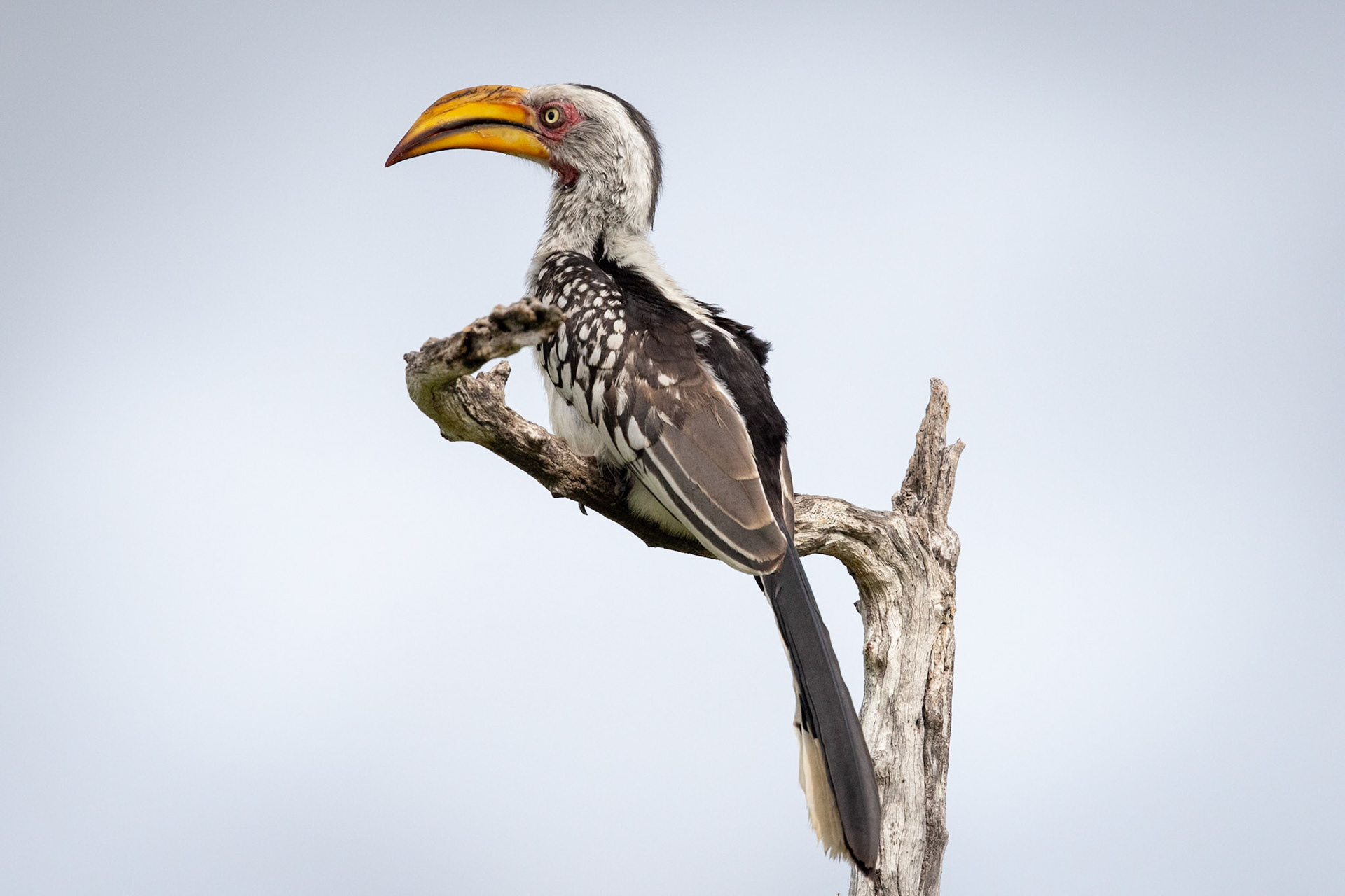 Southern red-billed hornbill