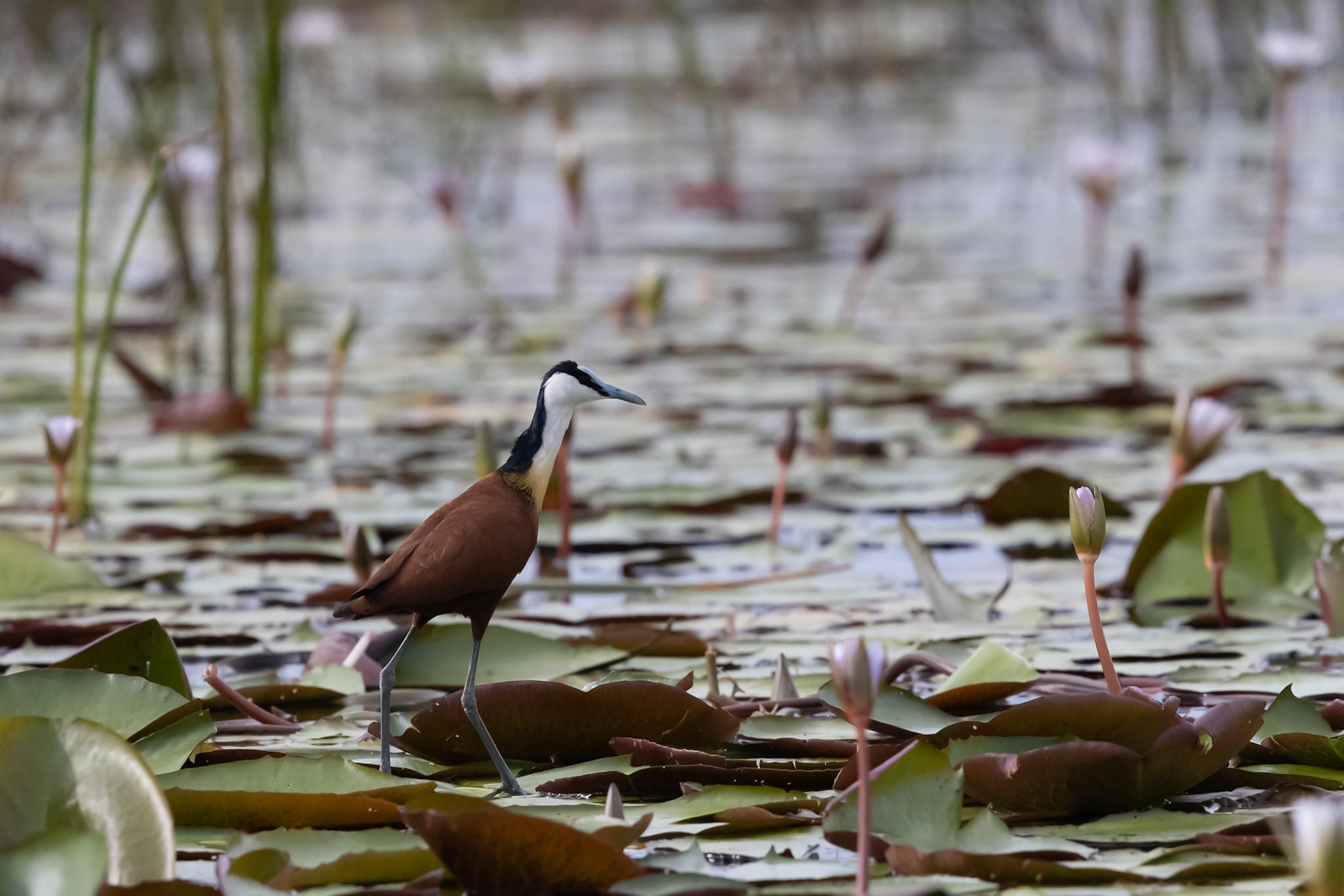 An African Jacana feeding amongst the lillies in the Okavango Delta