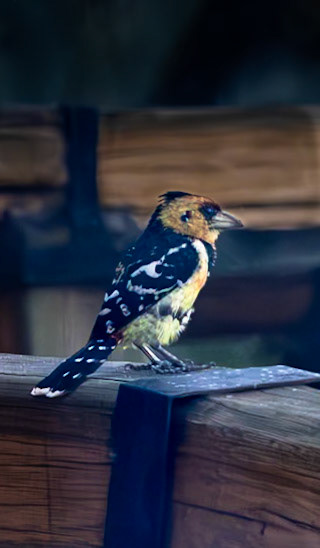 A Crested Barbet