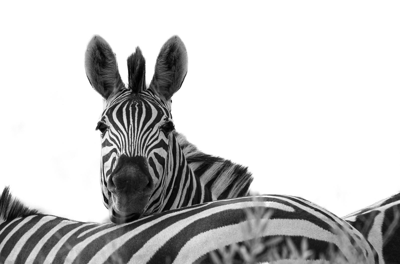 A Zebra just resting its head in Savute, Botswana