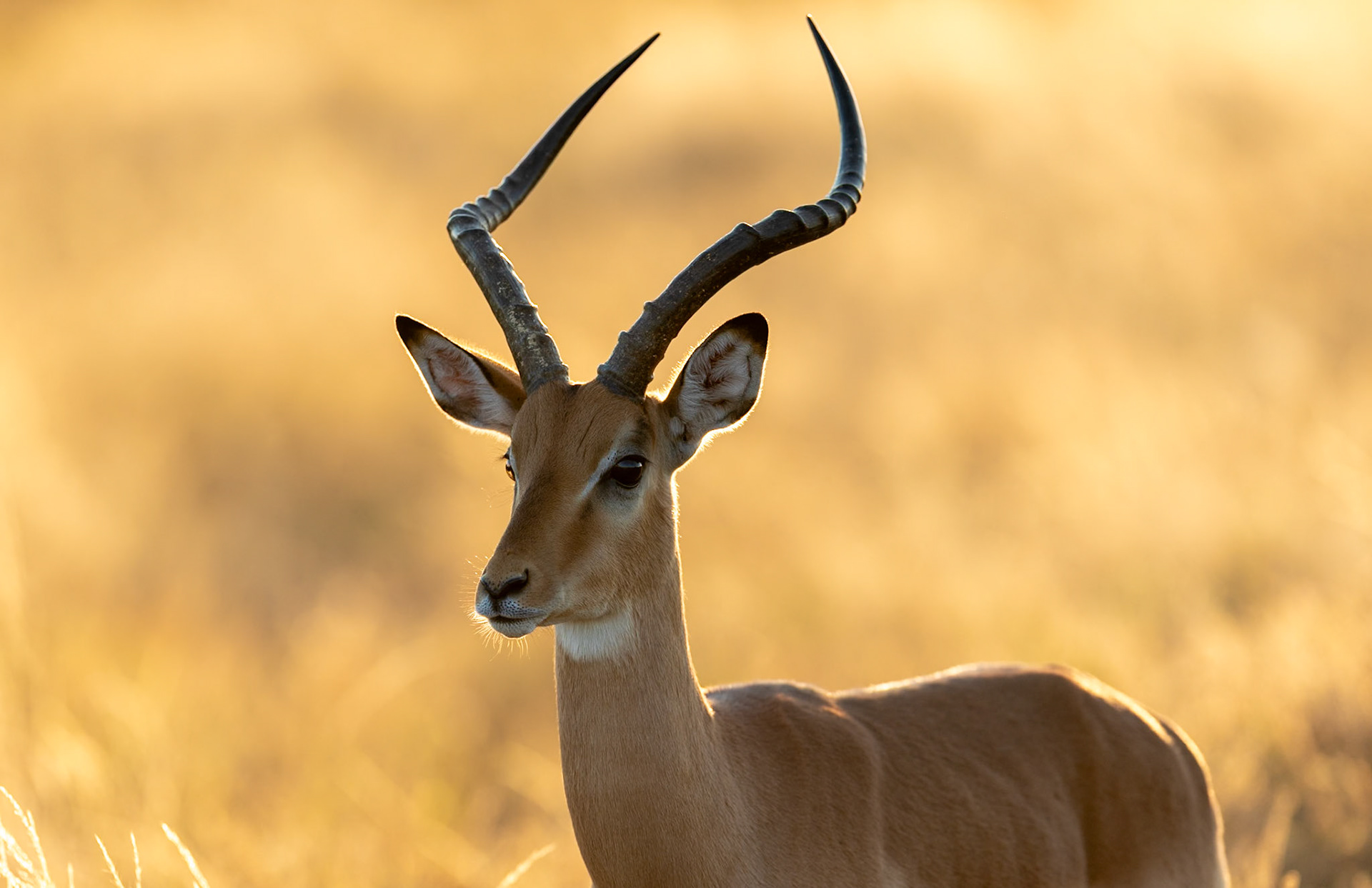 Male Impala in early morning light