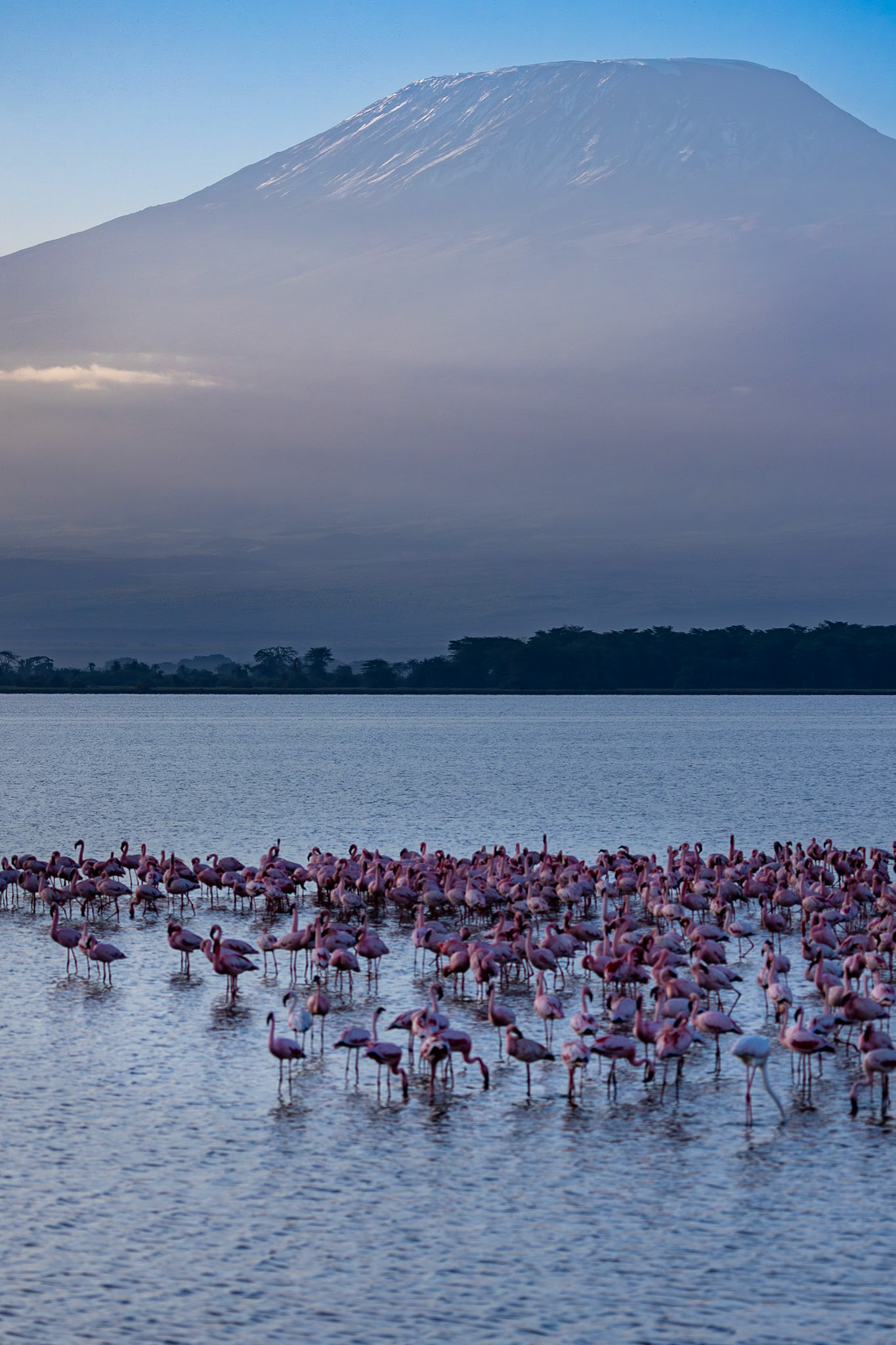 Early morning with Flamingos feeding in front of Mount Kilimanjaro