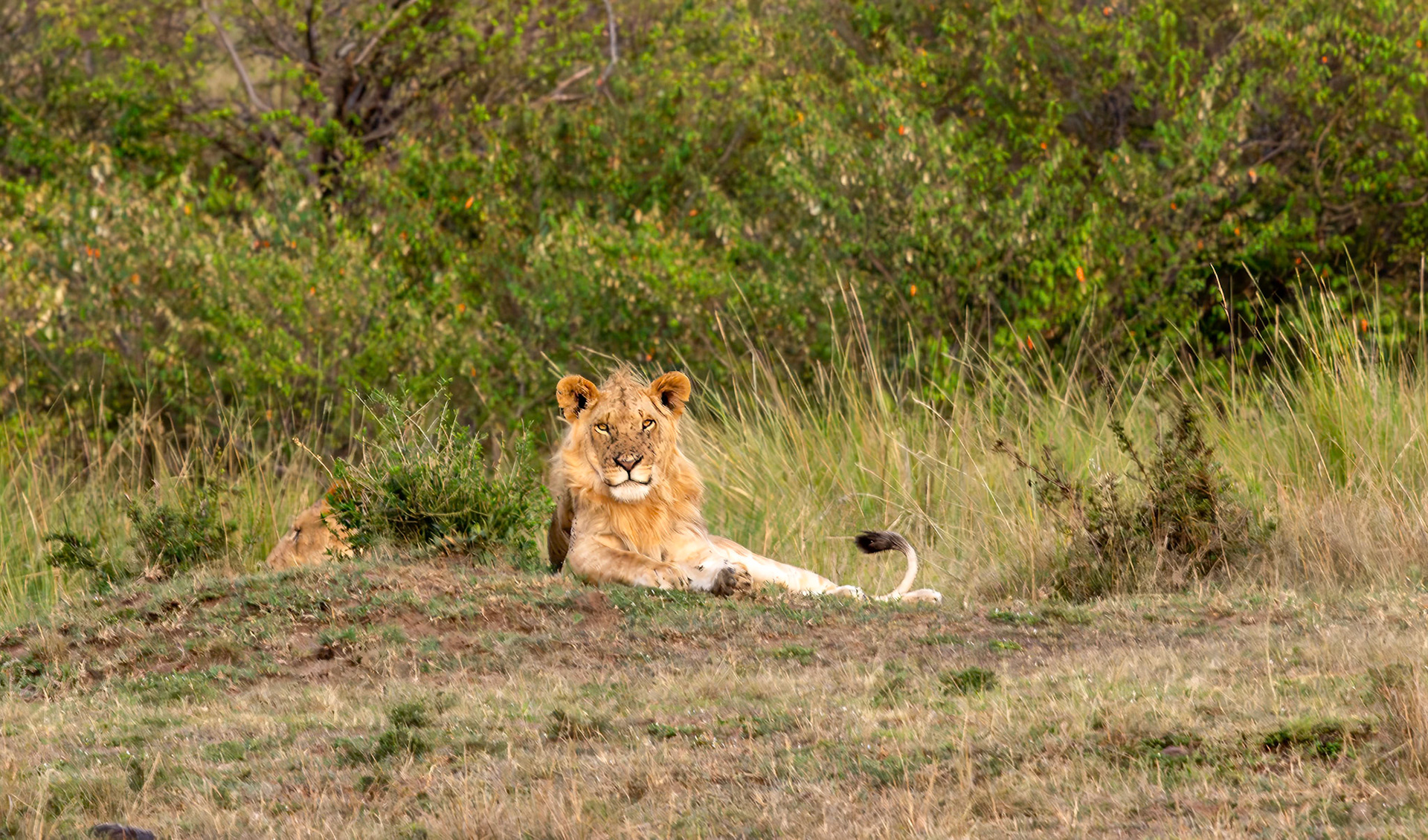 The Lion just watching in the Masai Mara, Kenya