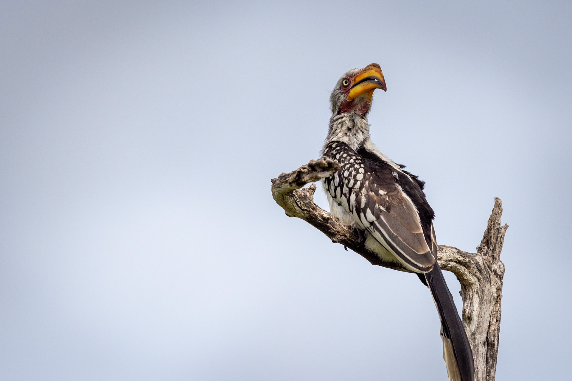 Southern red-billed hornbill