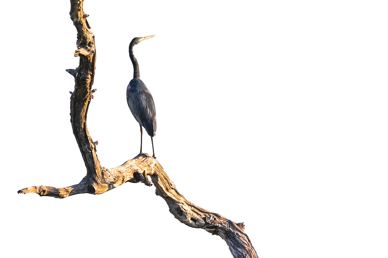 Great Blue Heron