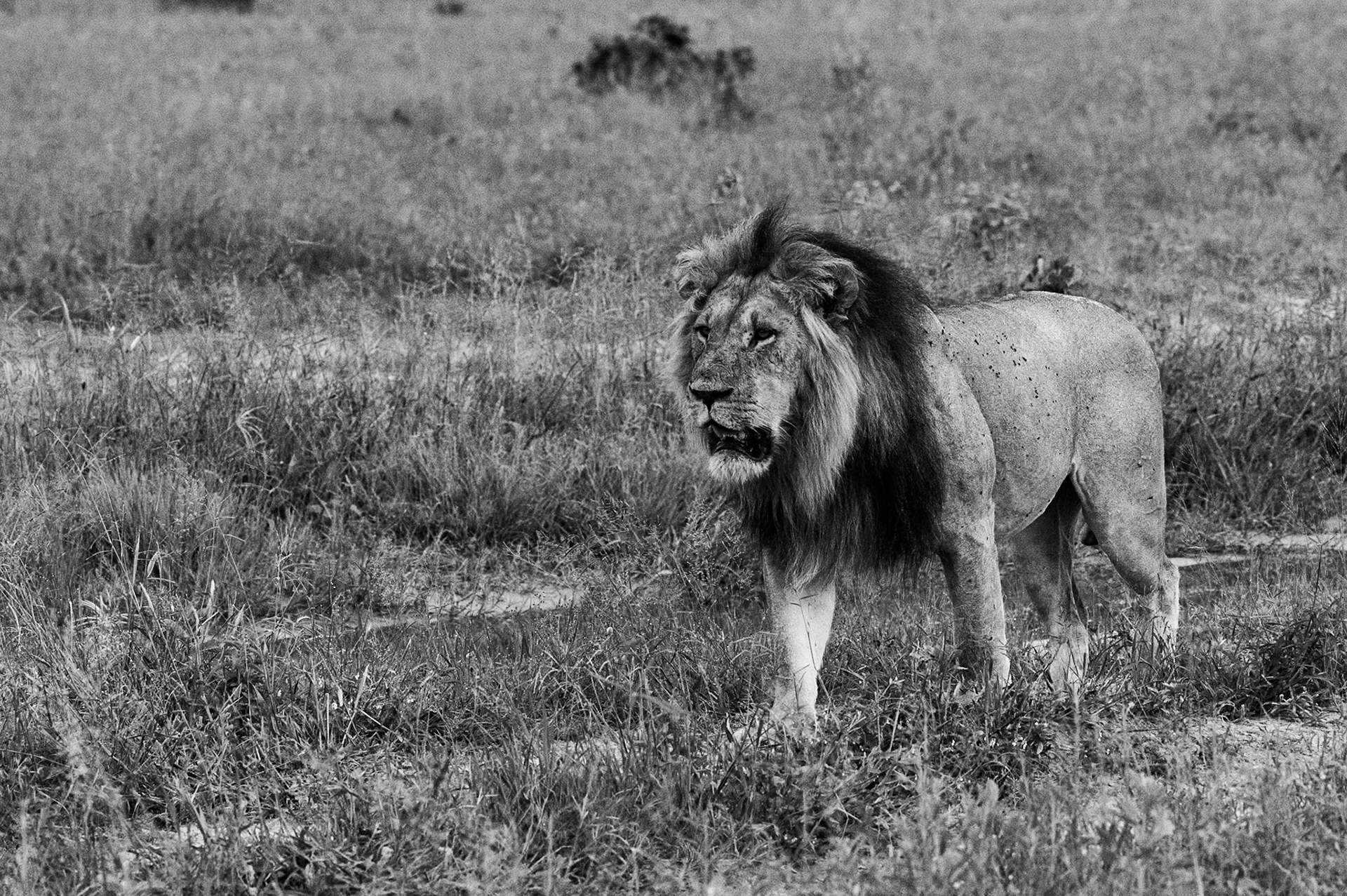 Lions in Savute, Botswana
