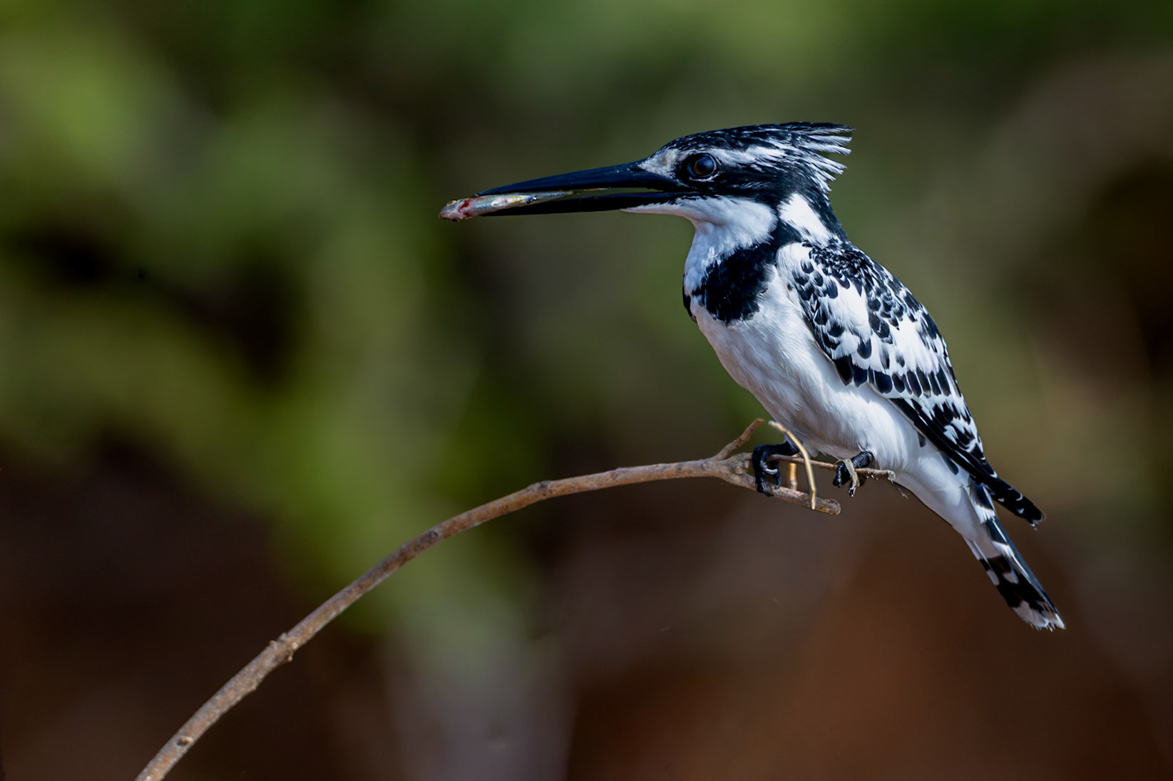 Pied Kingfisher