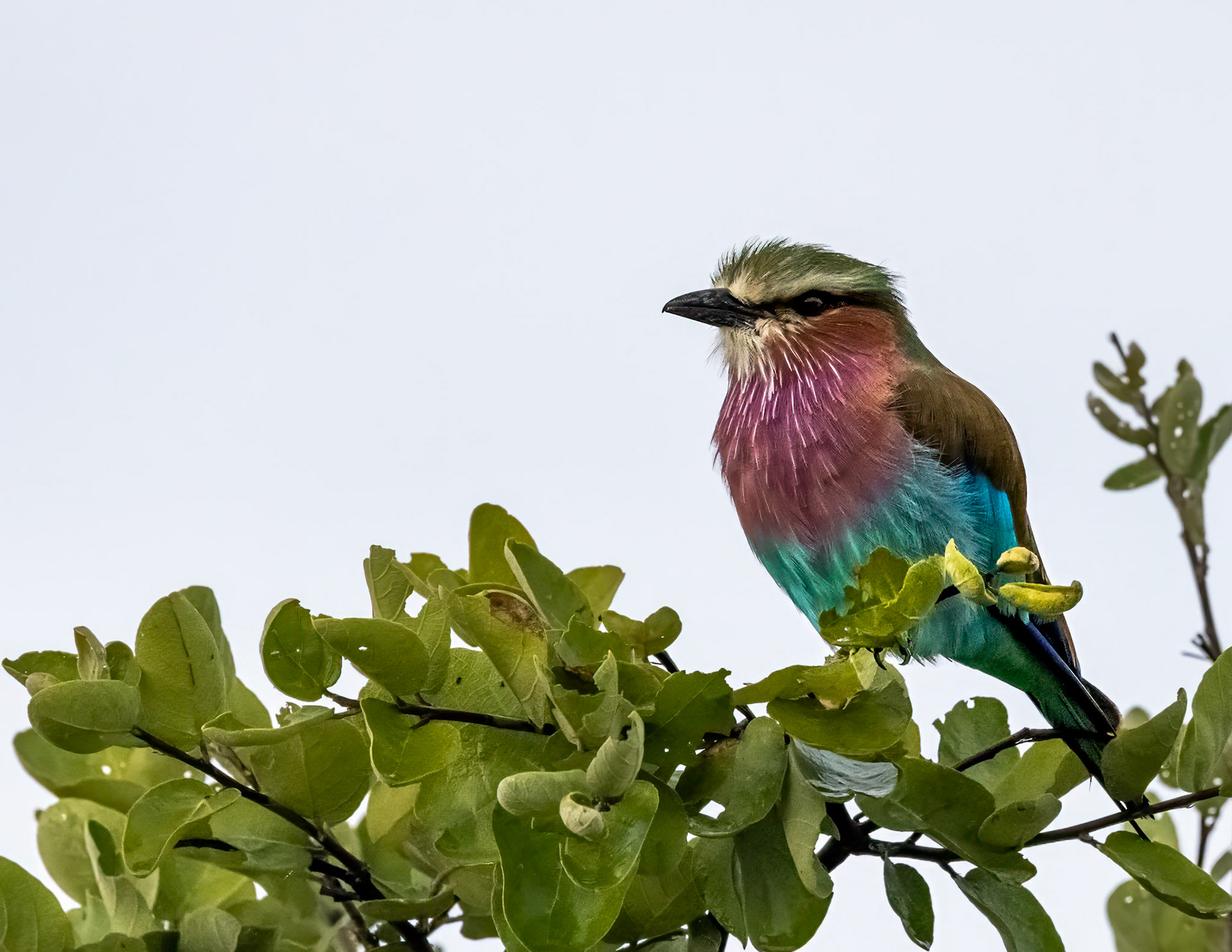 A lilac-breasted roller
