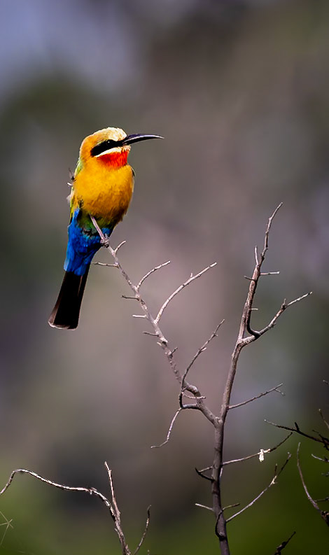 A White-fronted bee-eater on a branch in Okavango