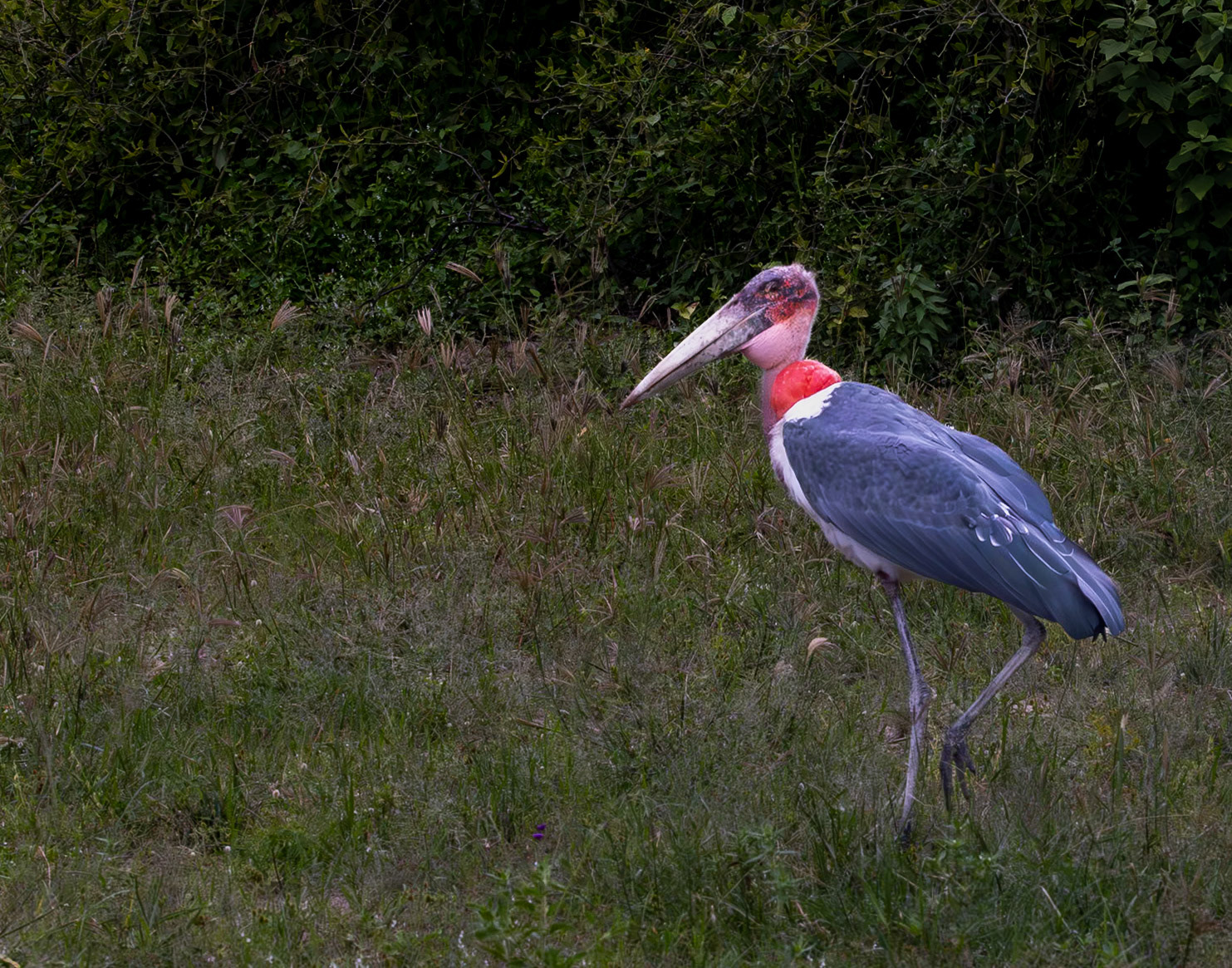 Marabou stork