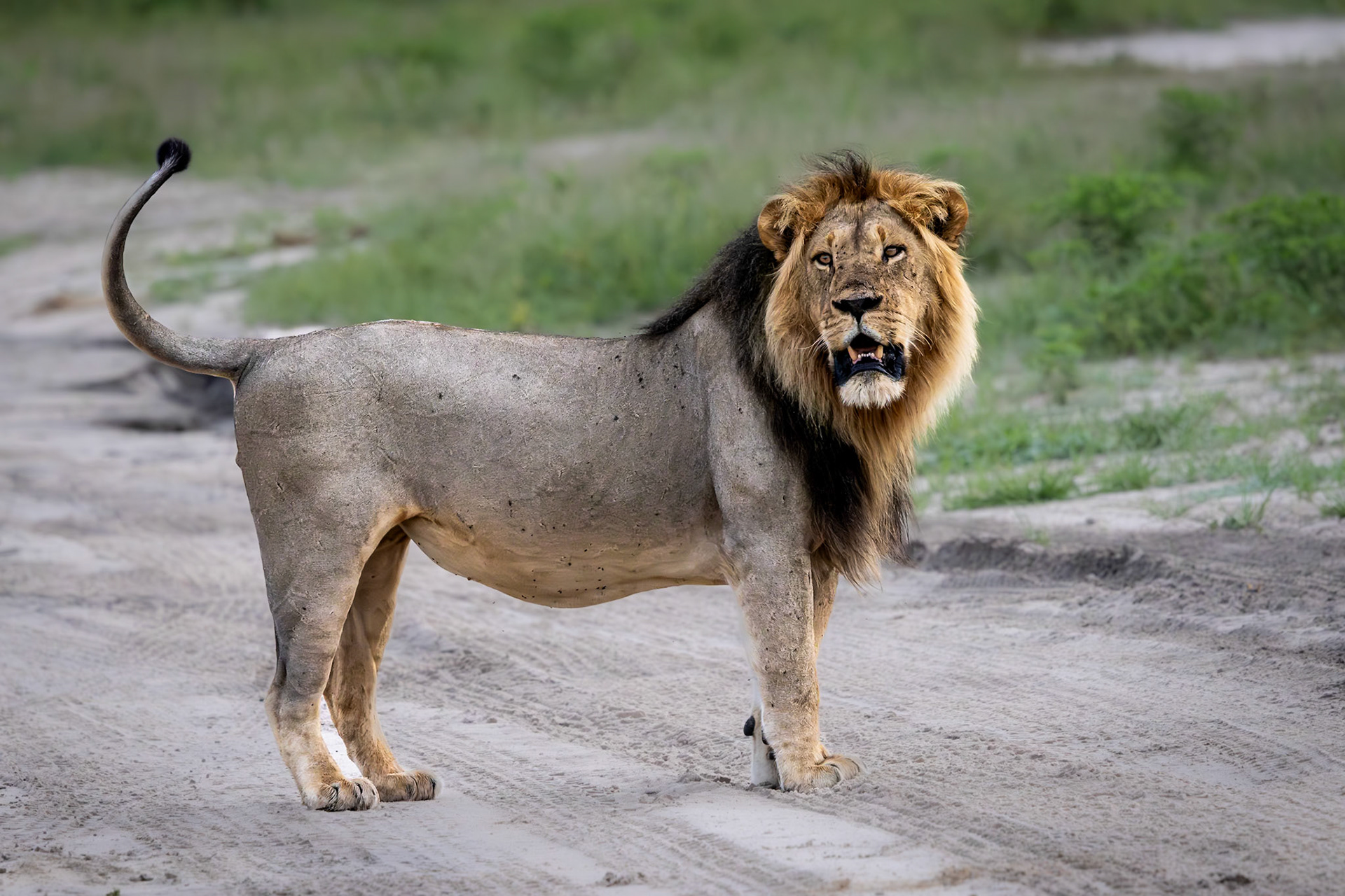A lion standing his ground in Savute, Botswana