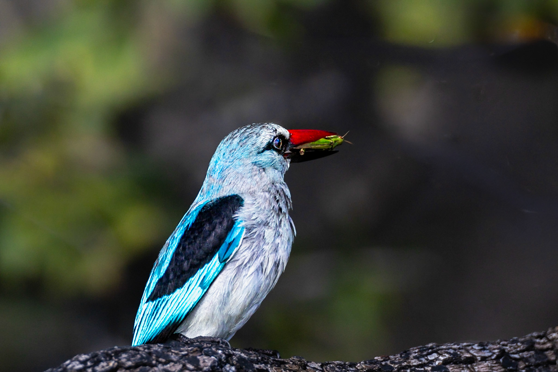 Woodland Kingfisher (Tree Kingfisher)