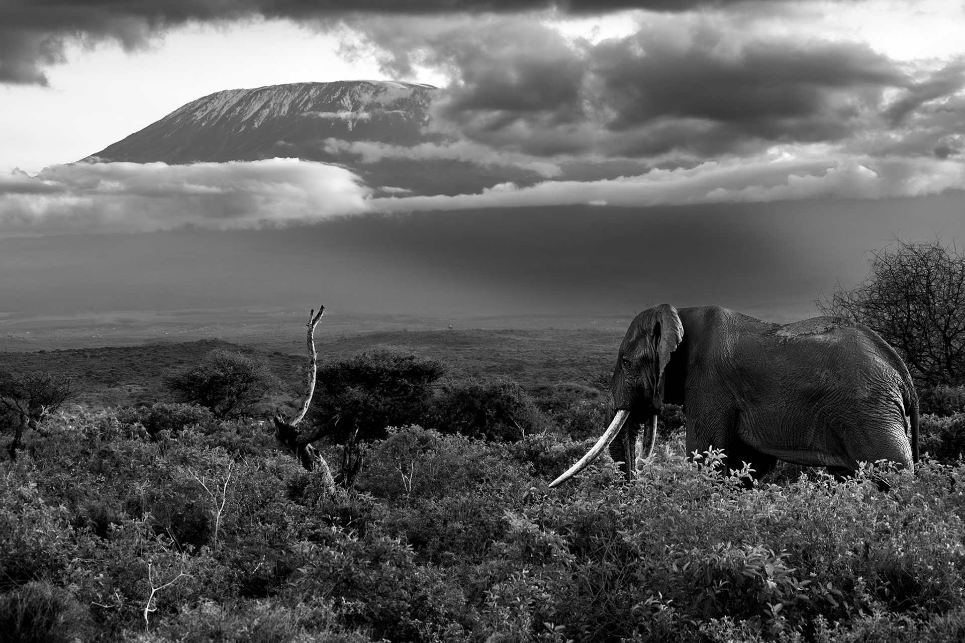 Tee-Jay, who is currently the 3rd largest tusker in Amboseli