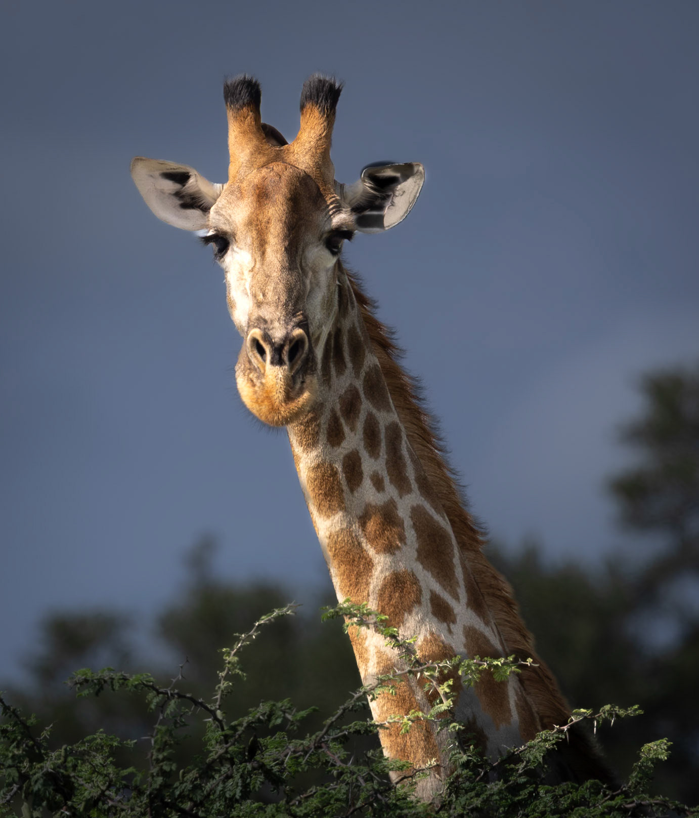 A Giraffe in Xakanaxa