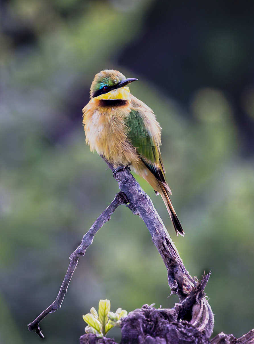 A  Little Bee-eater, waiting patiently for its next catch