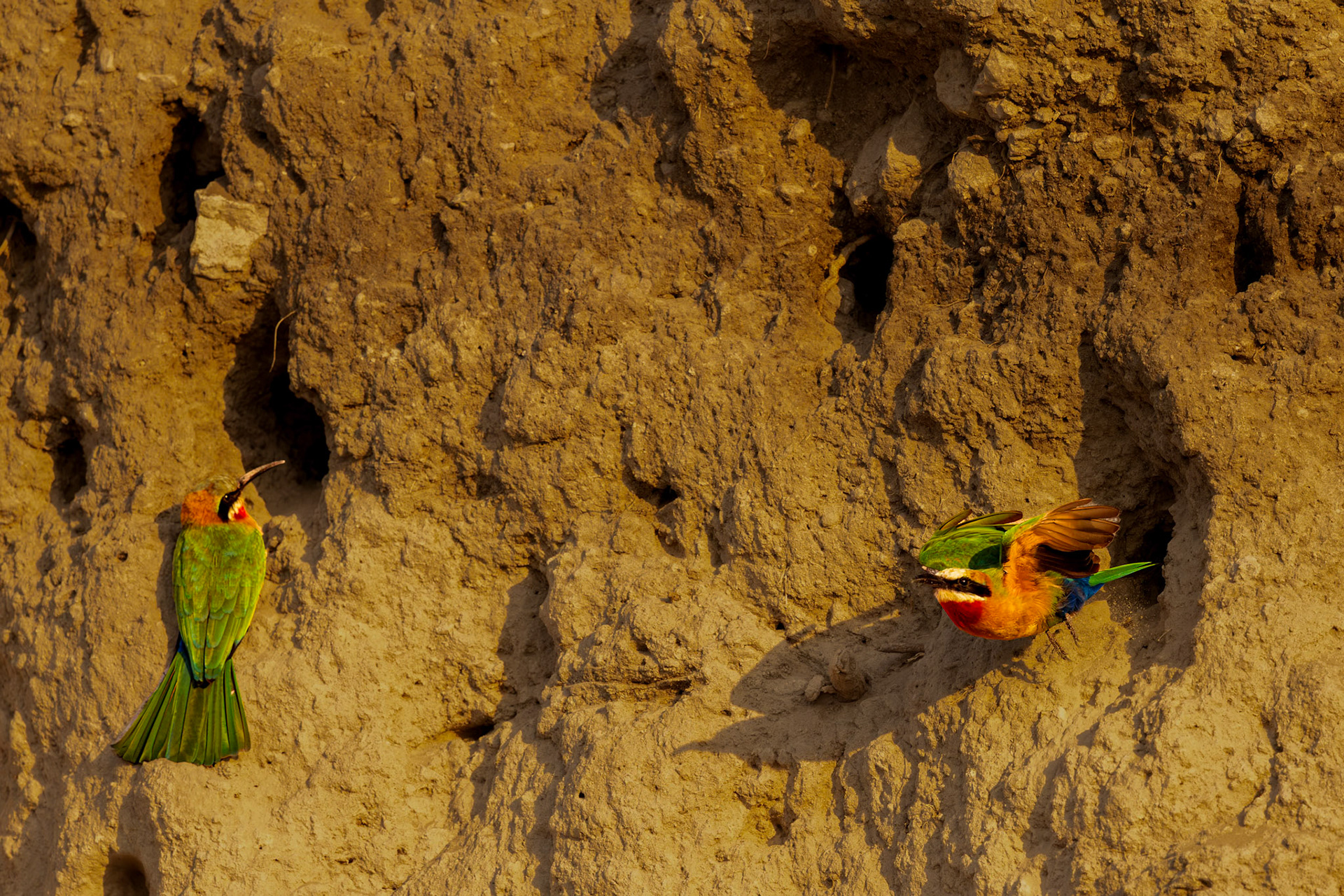 White-fronted Bee Eater