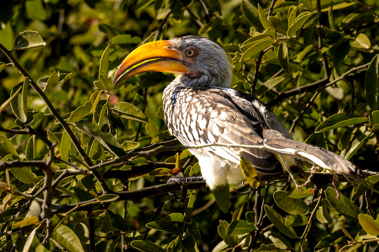 Southern yellow-billed hornbill