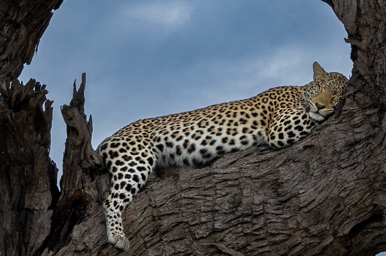 Leopard sleeping in a tree in Savute