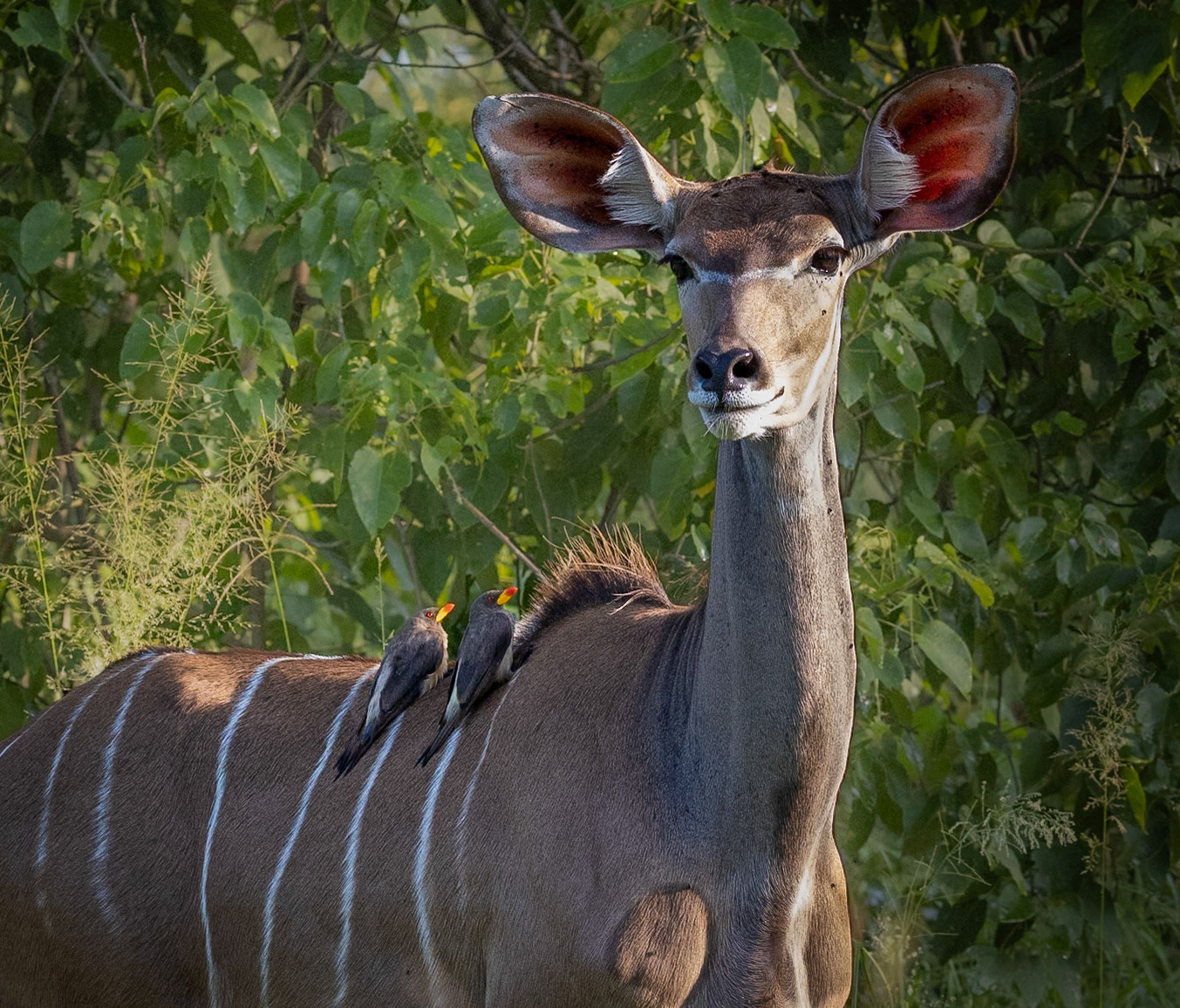 A magnificent Kudo with 2 Yellow-Billed Oxpecker Birds on its back