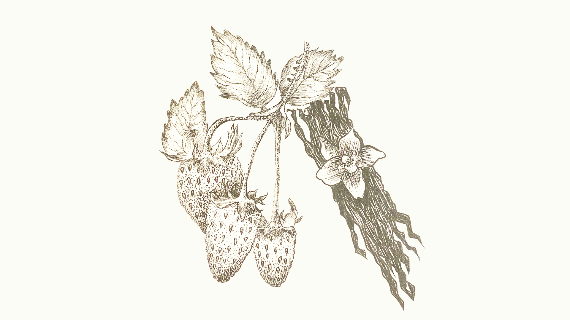 An example of a hand drawn illustration for the Strawberry and Vanilla product of Fresh Edit 