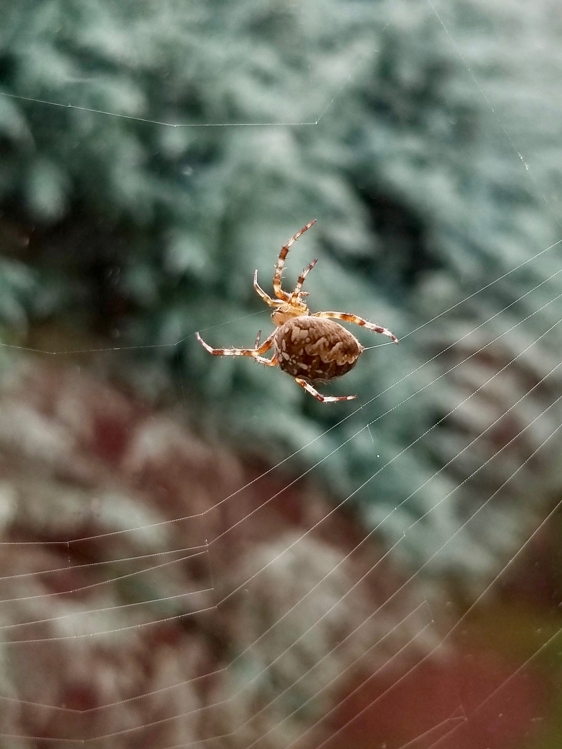 It was pretty cool to watch a spider spin its web, hang out, and then catch its meal.