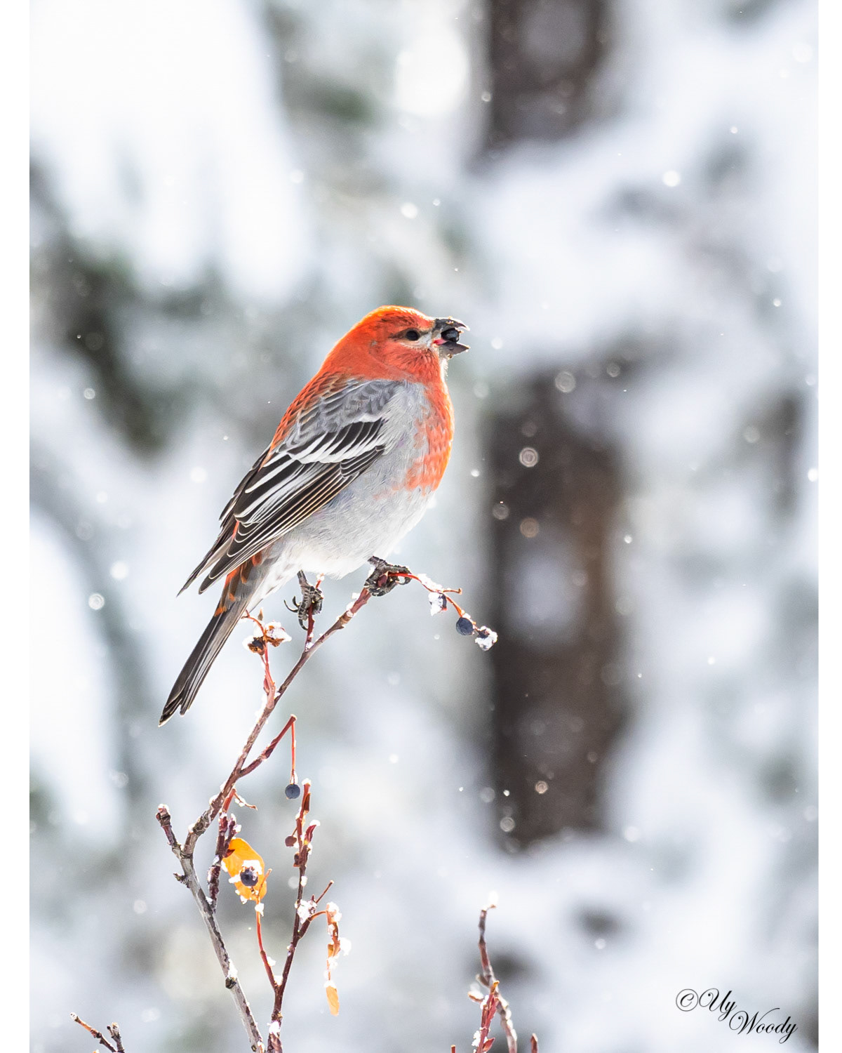 Yellowstone National Park