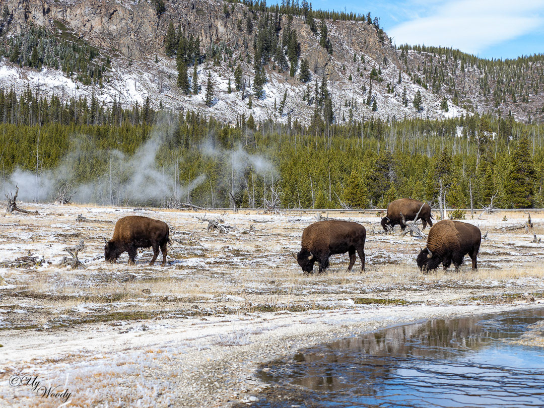 Yellowstone National Park
