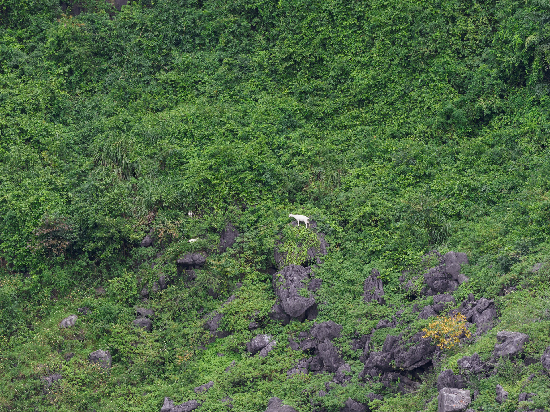 Ninh Bình is known for wild mountain goats....delicious!