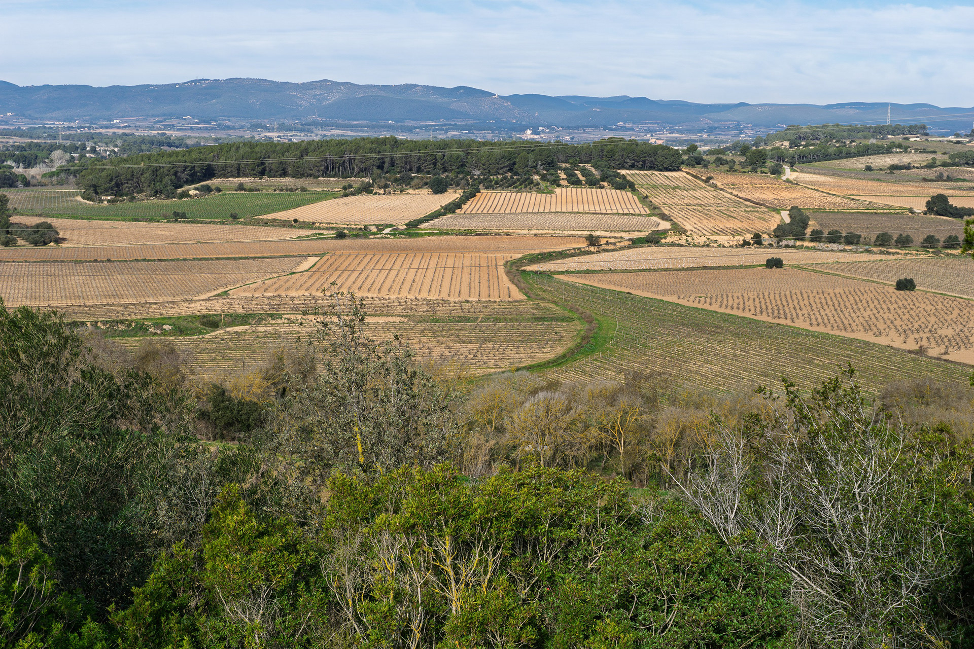 In spring, the vineyards paint the landscape green.