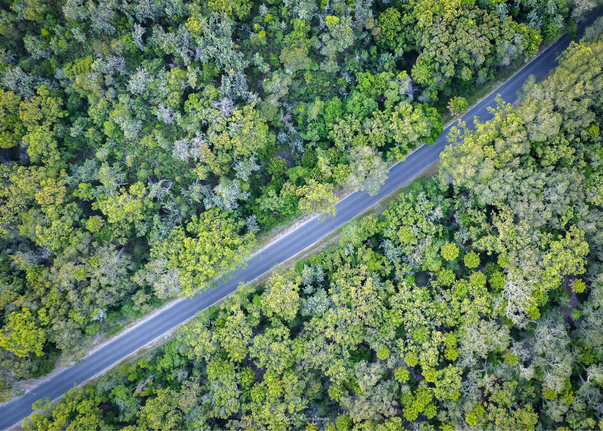 Green path