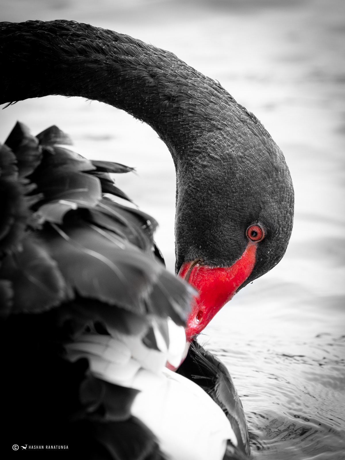 Australian Black Swan