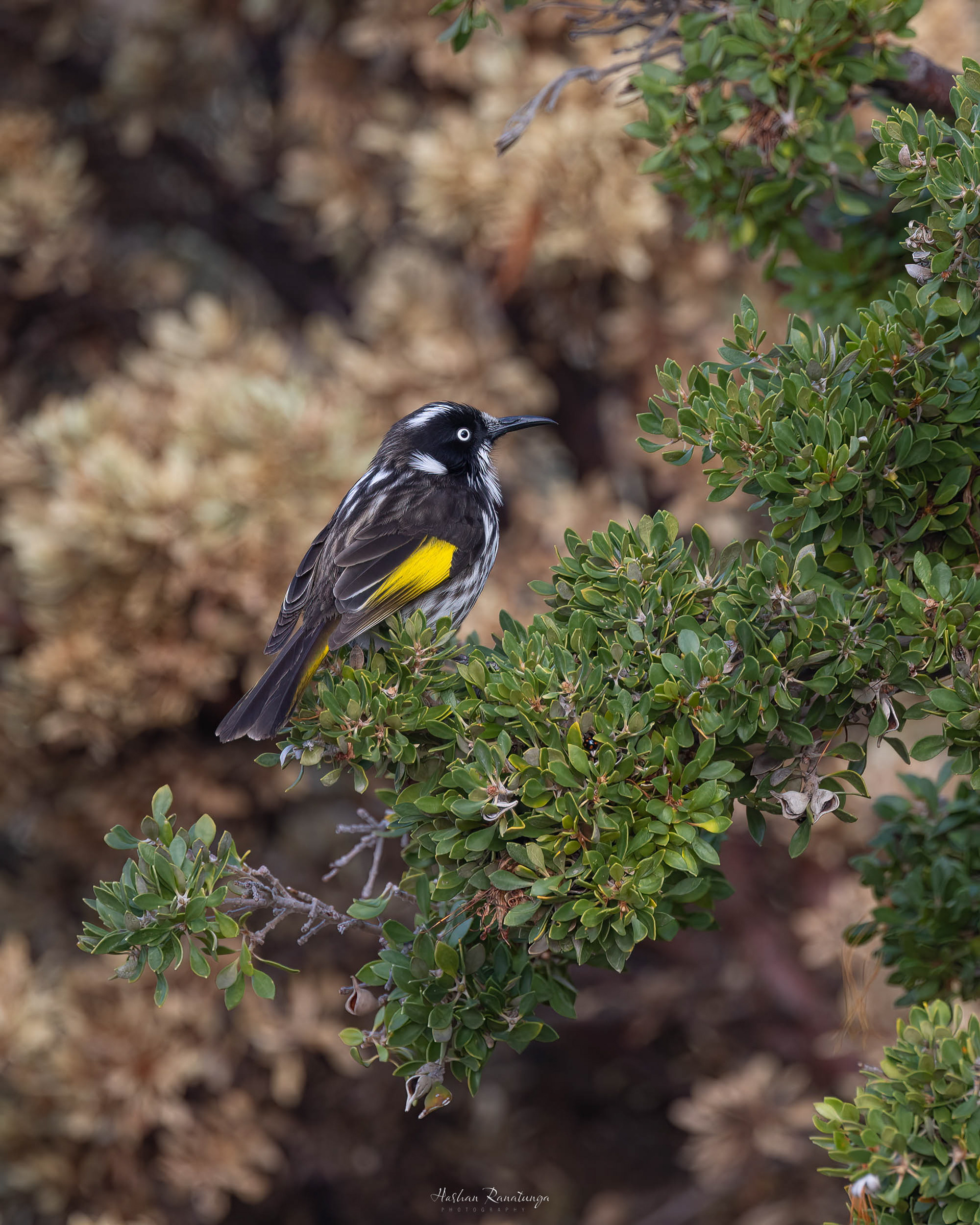 Honeyeater