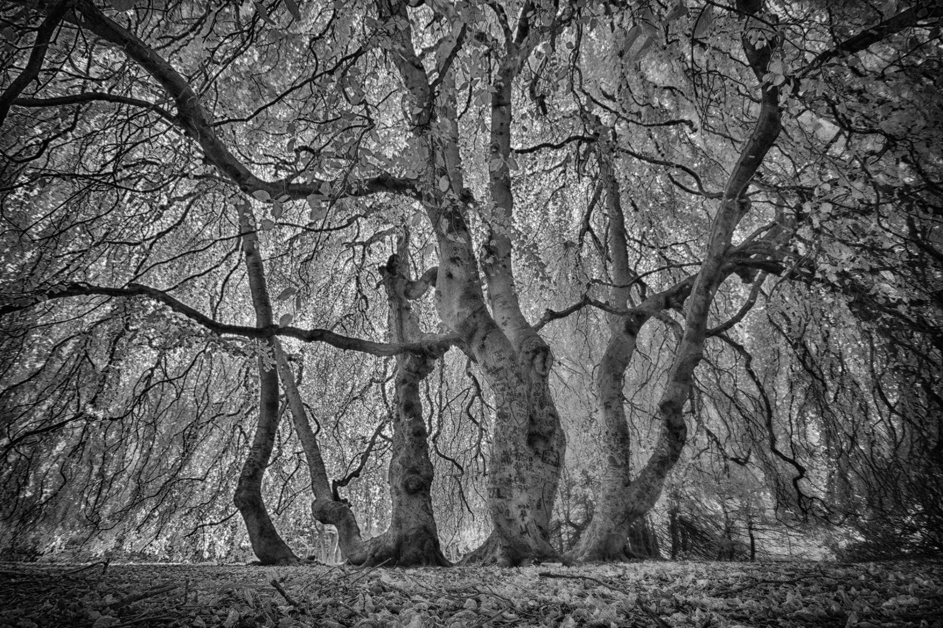 Weeping Beech, Danvers MA
