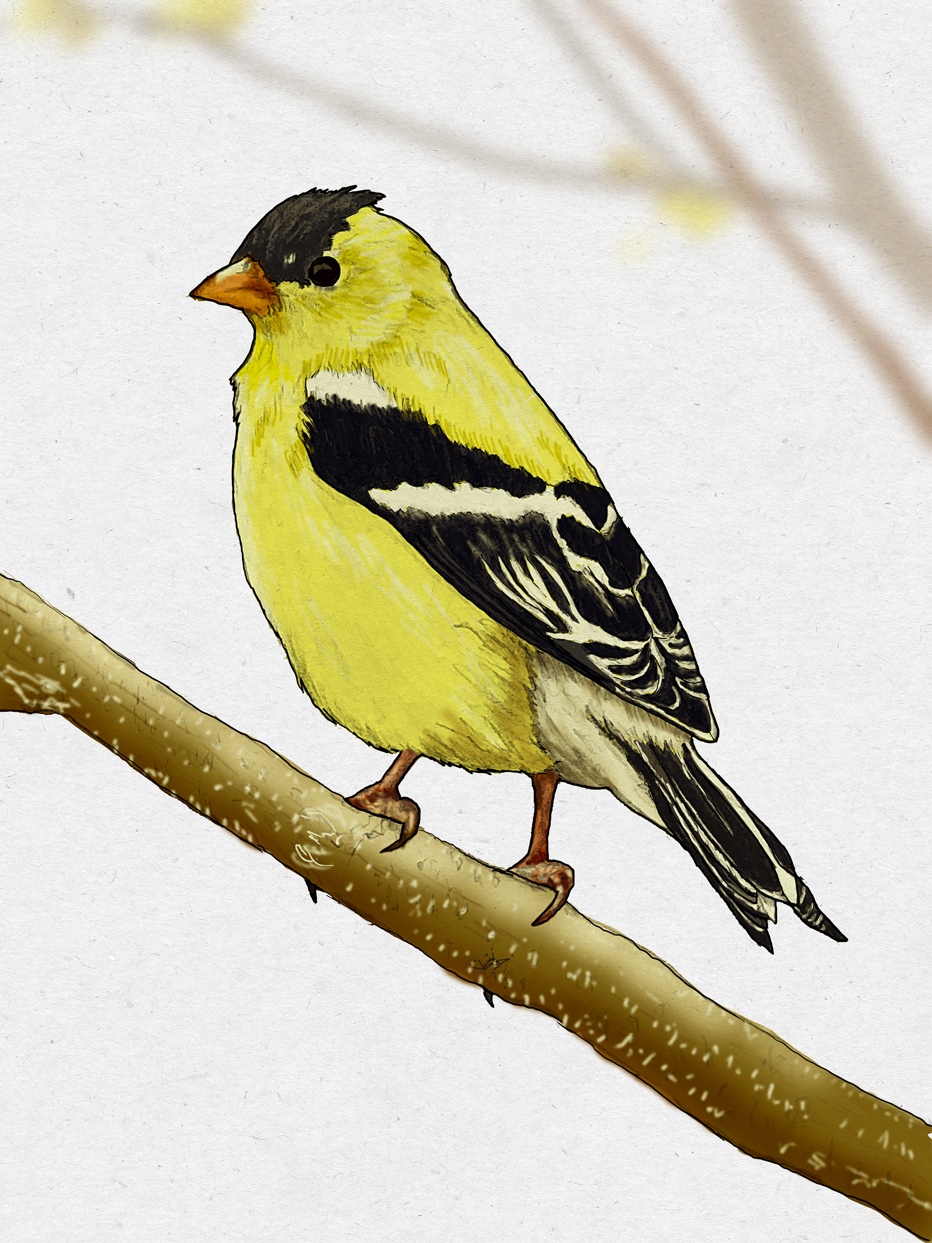Goldfinch